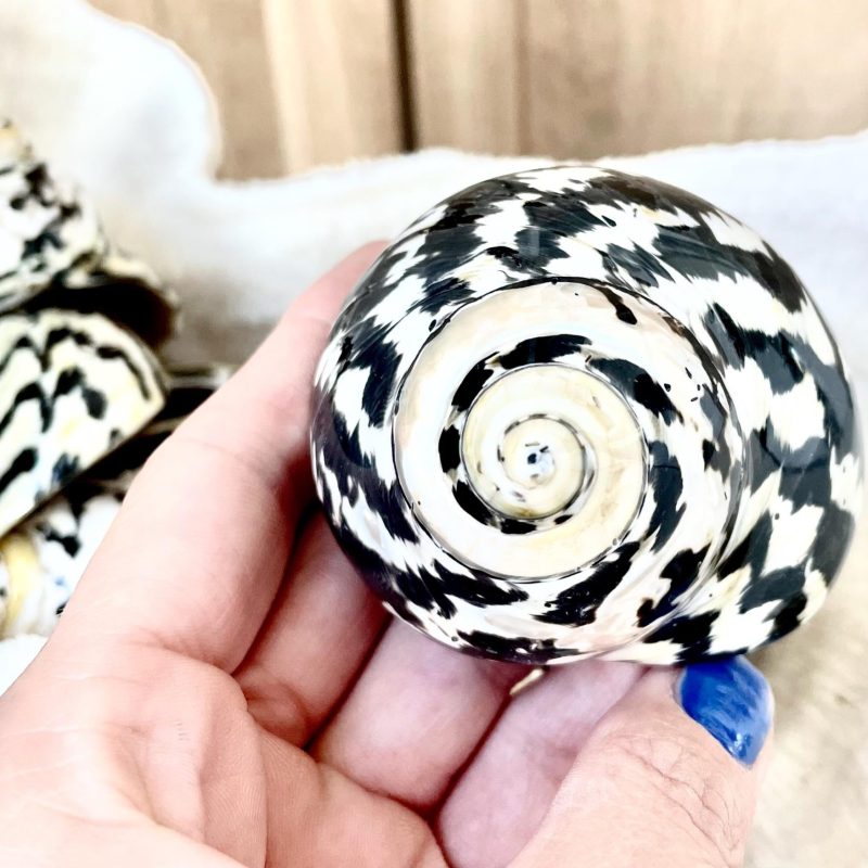 MAGPIE TURBO SHELLS *You Choose Size* Naturally Polished Black White Hermit Crab Seashell