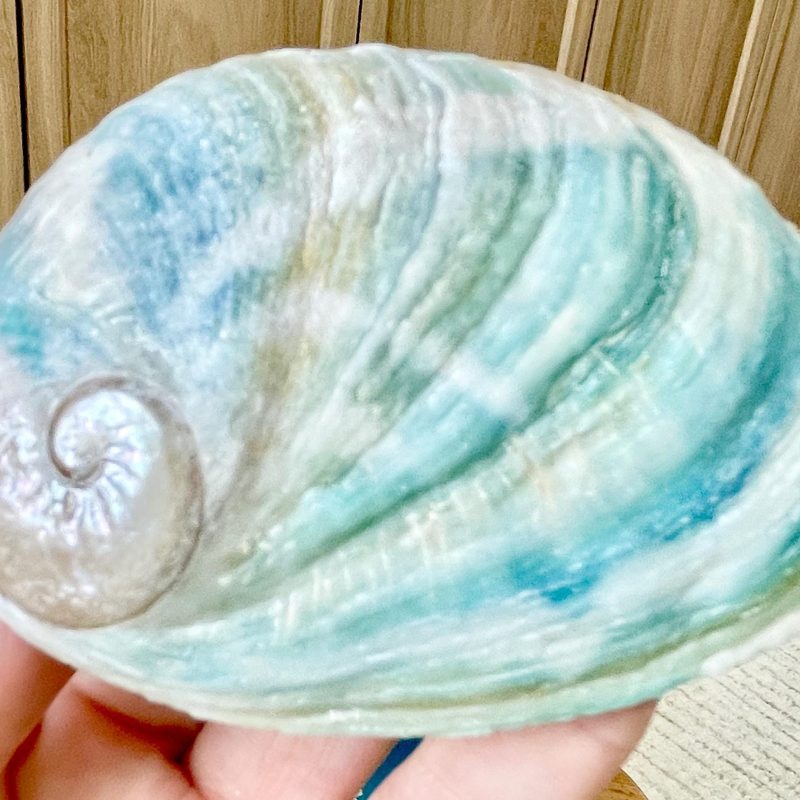 BLUE GREEN RAW Abalone Shells *All Sizes* Iridescent Silver Seashell Coastal Décor