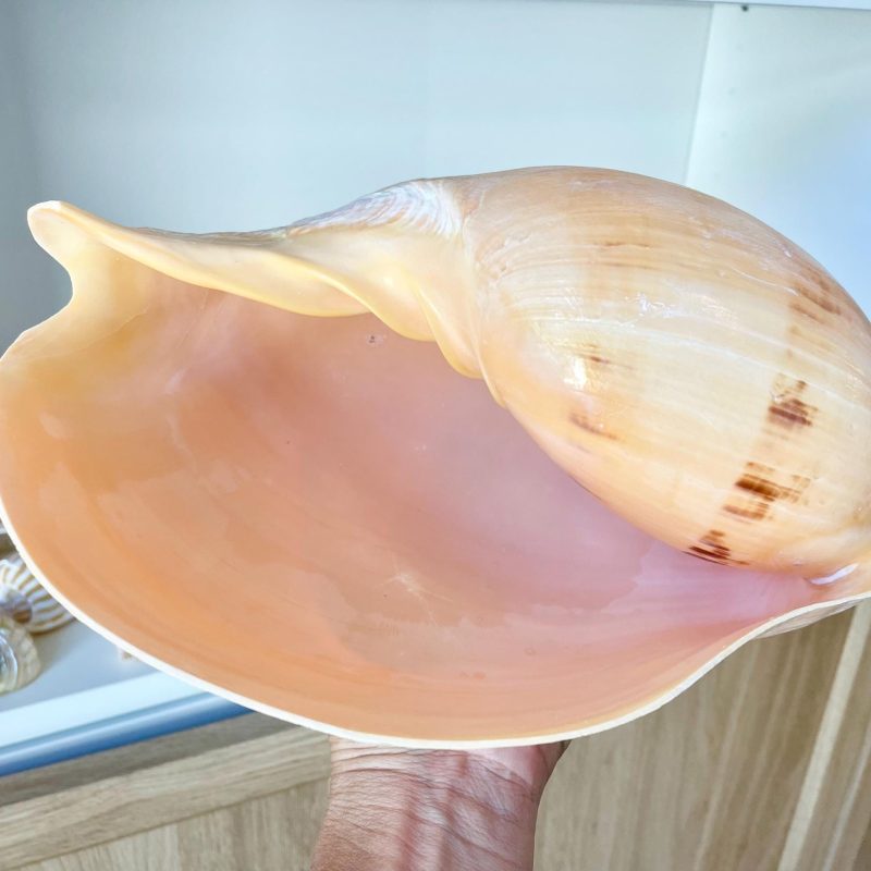 Indian Melon Volute Seashell: 9-12" *You Choose Size* Coastal Home Décor, Airplant Holder