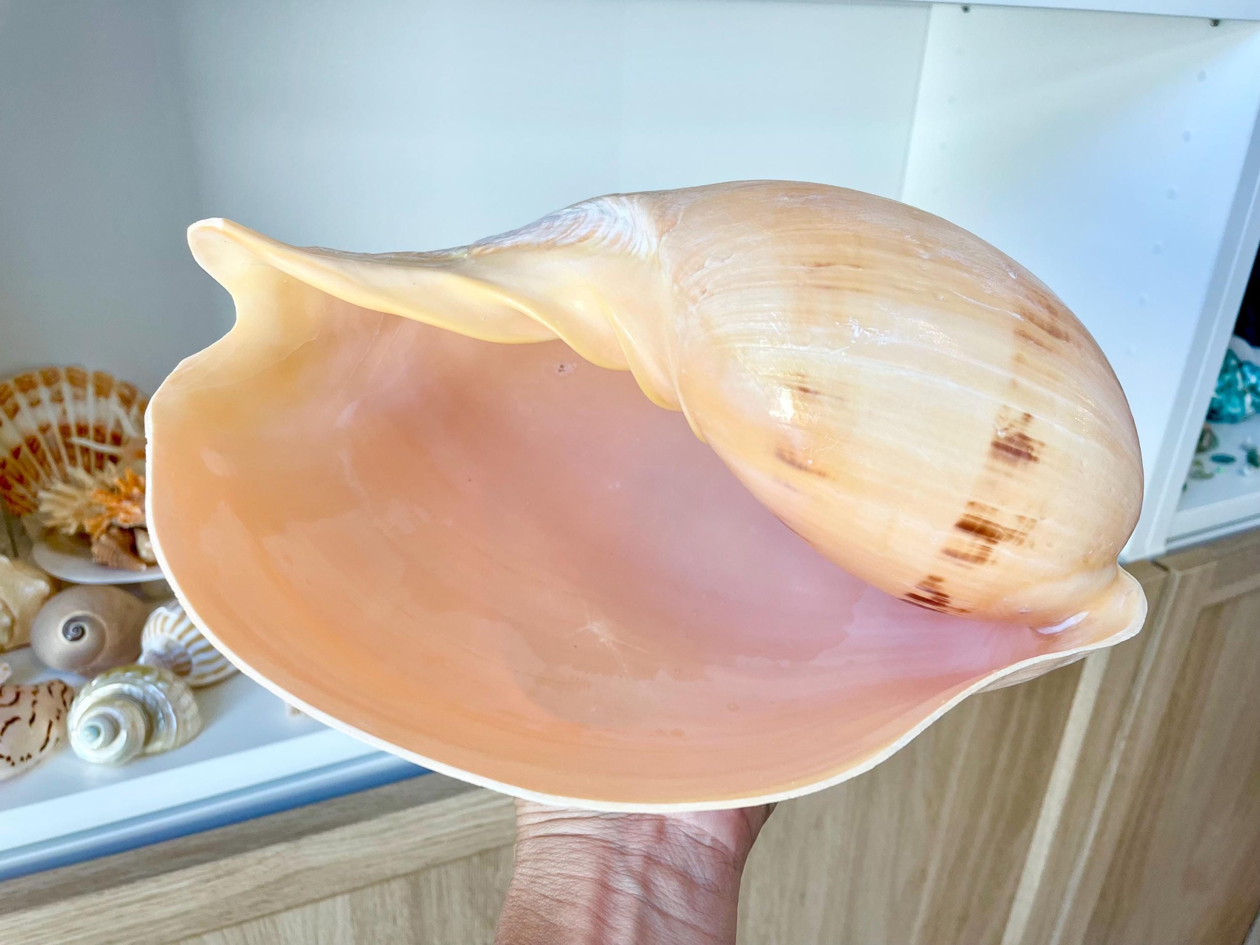 Indian Melon Volute Seashell: 9-12" *You Choose Size* Coastal Home Décor, Airplant Holder