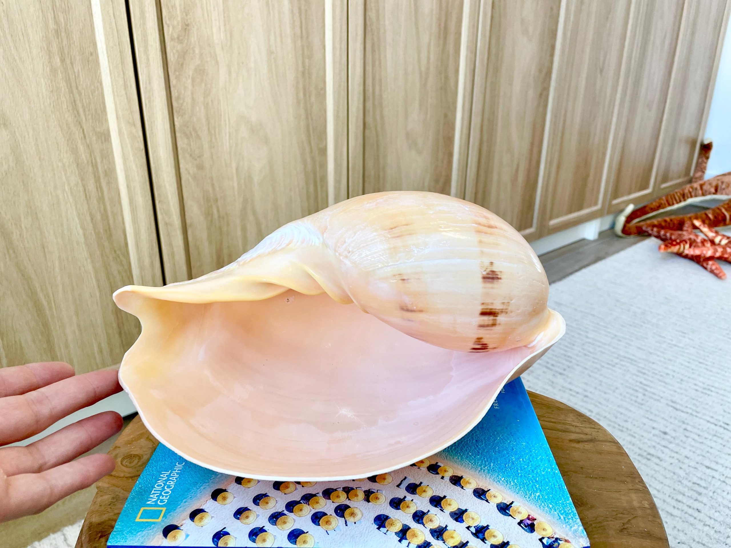 Indian Melon Volute Seashell: 9-12" *You Choose Size* Coastal Home Décor, Airplant Holder - Image 9