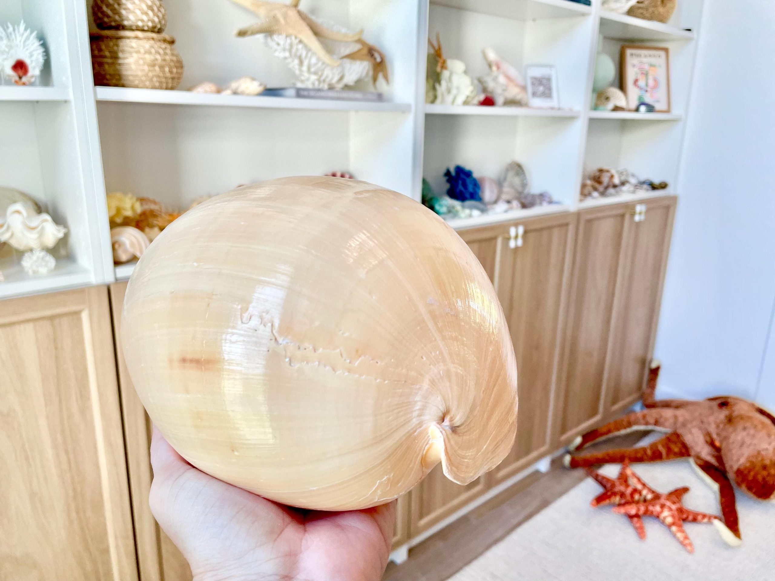 Indian Melon Volute Seashell: 9-12" *You Choose Size* Coastal Home Décor, Airplant Holder - Image 8