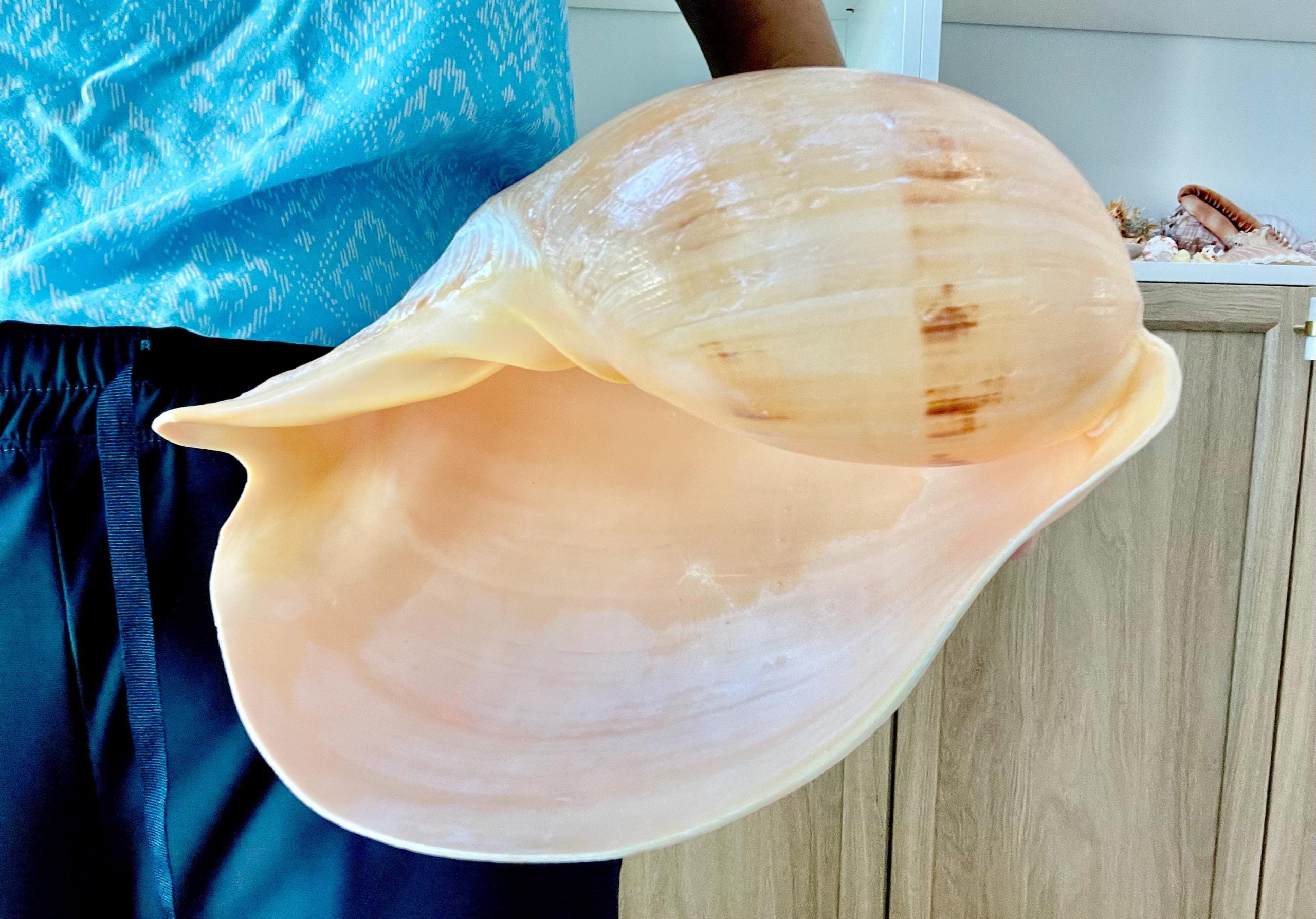 Indian Melon Volute Seashell: 9-12" *You Choose Size* Coastal Home Décor, Airplant Holder - Image 7