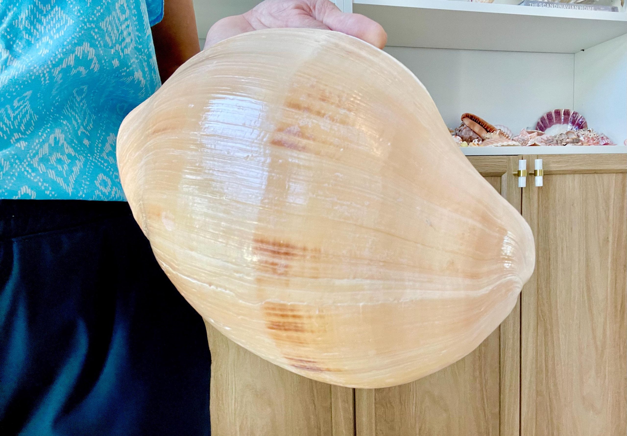 Indian Melon Volute Seashell: 9-12" *You Choose Size* Coastal Home Décor, Airplant Holder - Image 6