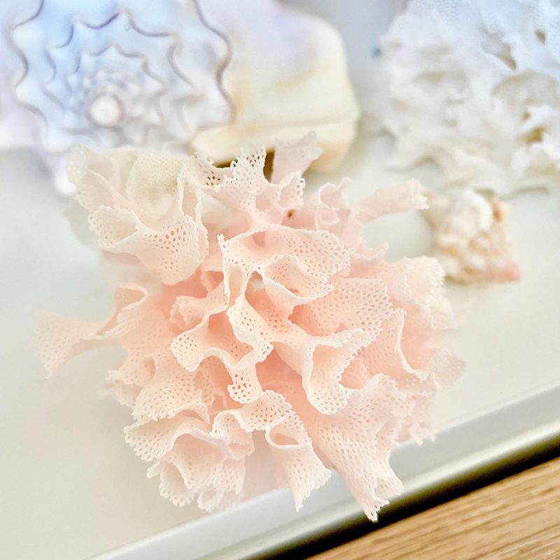 Lace Bryozoa Coral Fan Fossil - Pink or White Coastal Decor