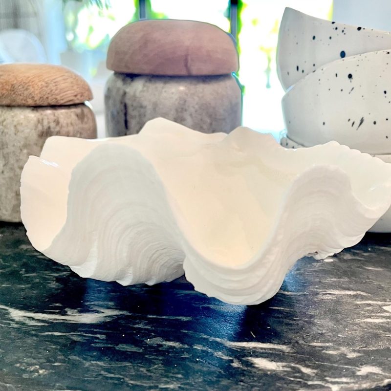 White Scalloped Edge Clam Shell 1/2 Shells *3-6", You Choose Size, Natural