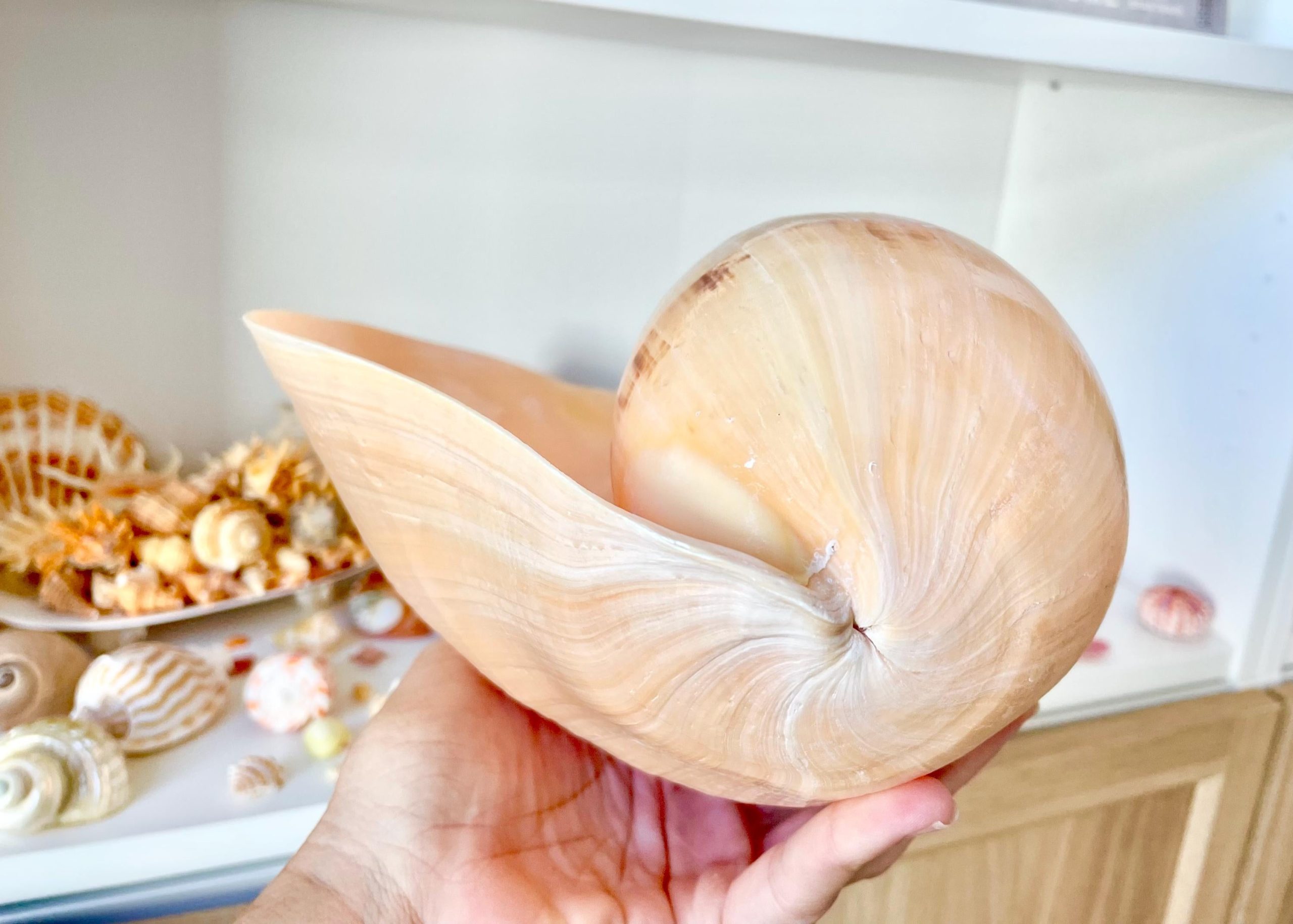 Indian Melon Volute Seashell: 9-12" *You Choose Size* Coastal Home Décor, Airplant Holder - Image 2