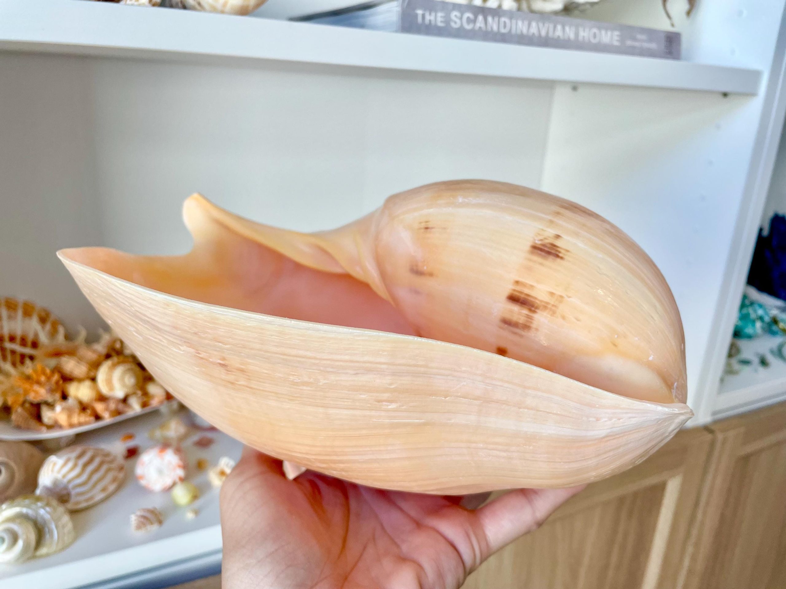 Indian Melon Volute Seashell: 9-12" *You Choose Size* Coastal Home Décor, Airplant Holder - Image 3