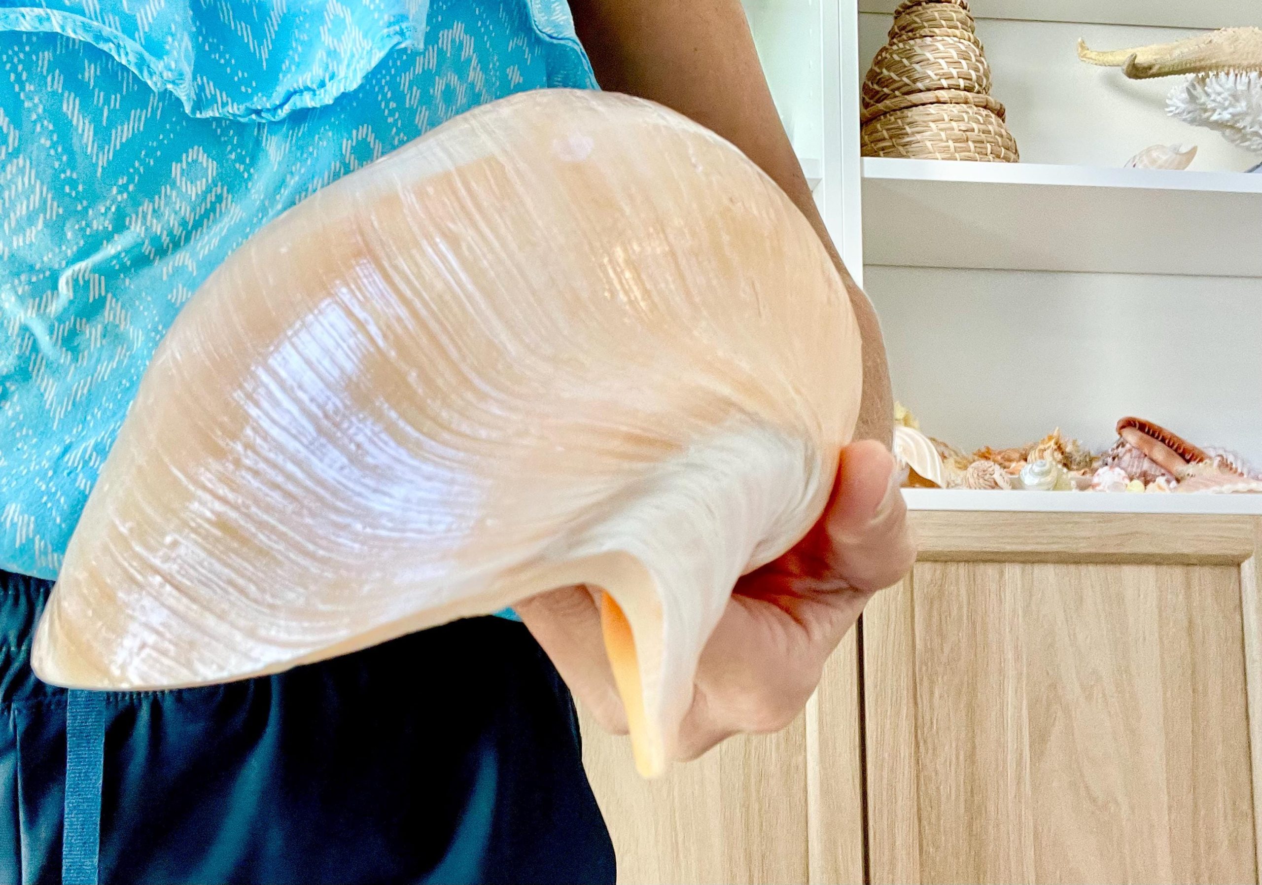 Indian Melon Volute Seashell: 9-12" *You Choose Size* Coastal Home Décor, Airplant Holder - Image 5