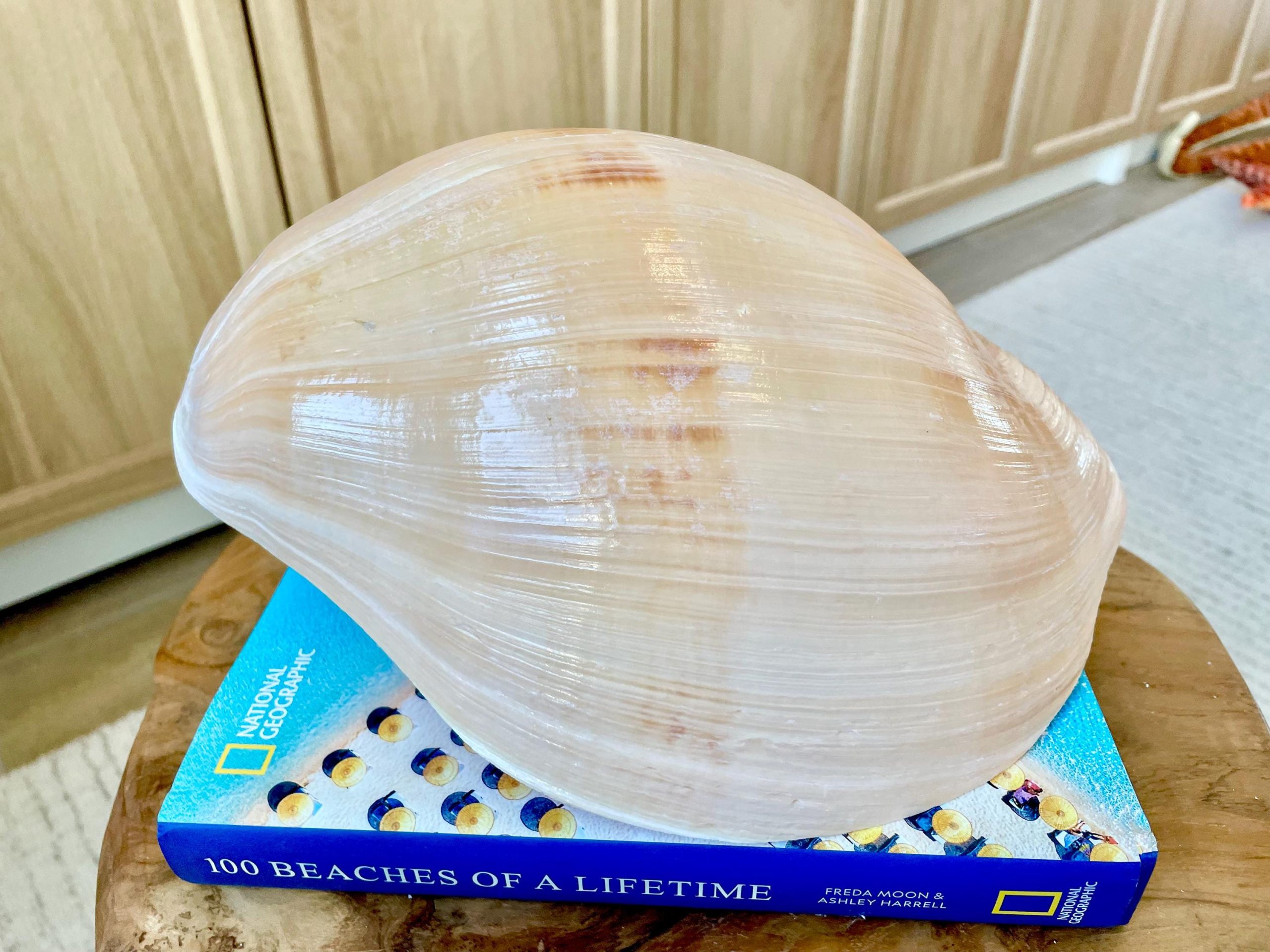 Indian Melon Volute Seashell: 9-12" *You Choose Size* Coastal Home Décor, Airplant Holder - Image 4