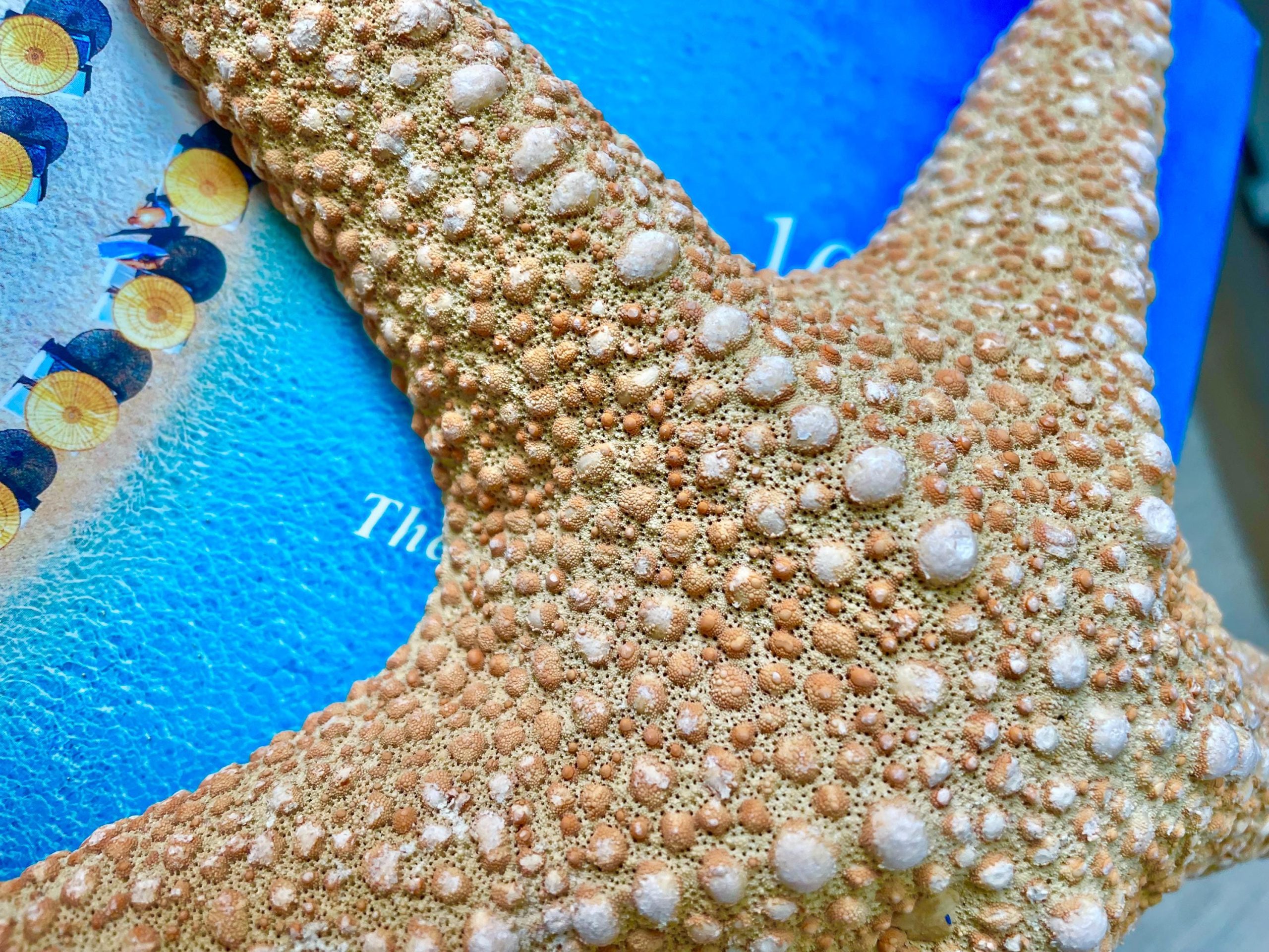 Jungle Starfish 9-10" Natural Orange Sea Star Coastal Décor - Image 6