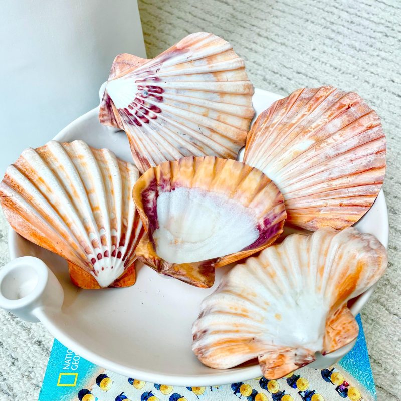 Polished Lion's Paw Scallop Shells 5-6" *You Choose Color* Coastal Home Décor