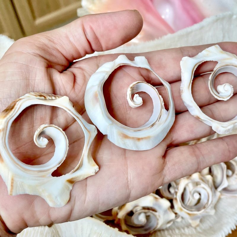 Spiral Whelk Shell Cut Slices 1"-4.5", *You Choose Size* Craft Seashells