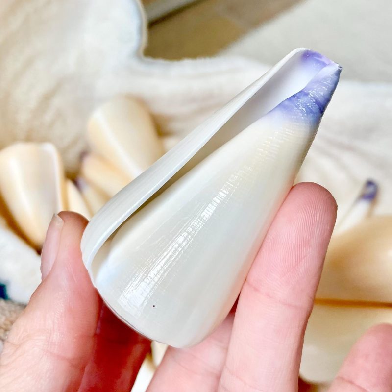 VIRGIN CONE SHELL Purple Tip *You Choose Size* Display Craft Seashell