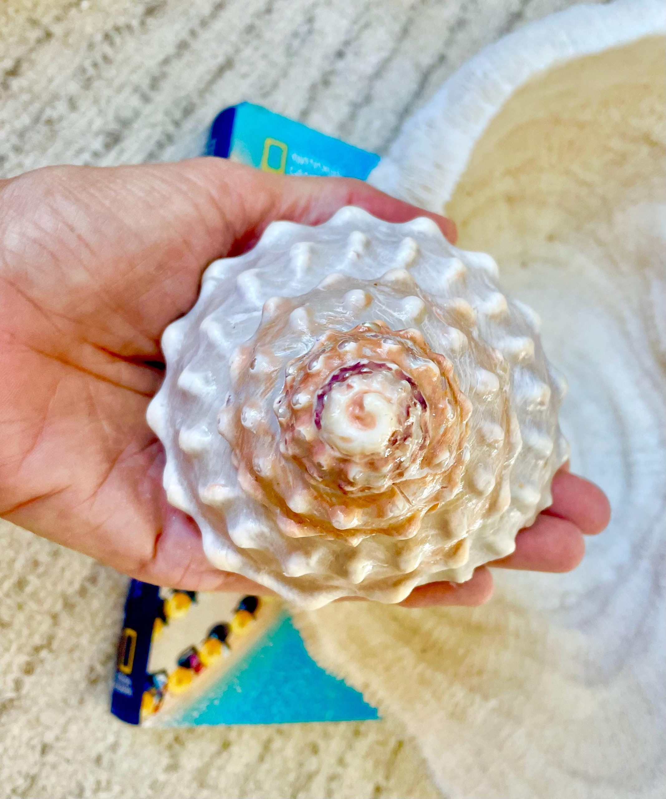 Orange Wavy Turban Shell 4-4.5" Pyramid Display Seashell Home Beach Coastal Décor - Image 3