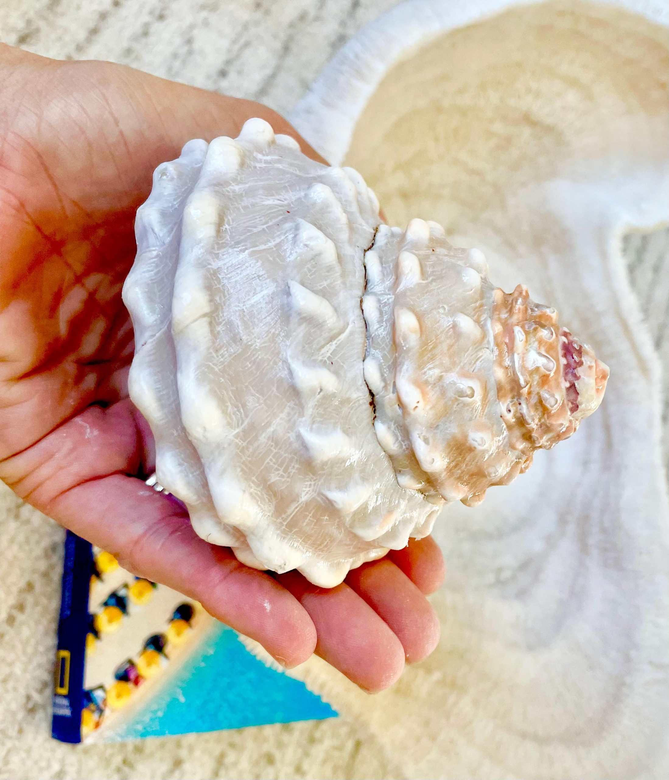 Orange Wavy Turban Shell 4-4.5" Pyramid Display Seashell Home Beach Coastal Décor - Image 4