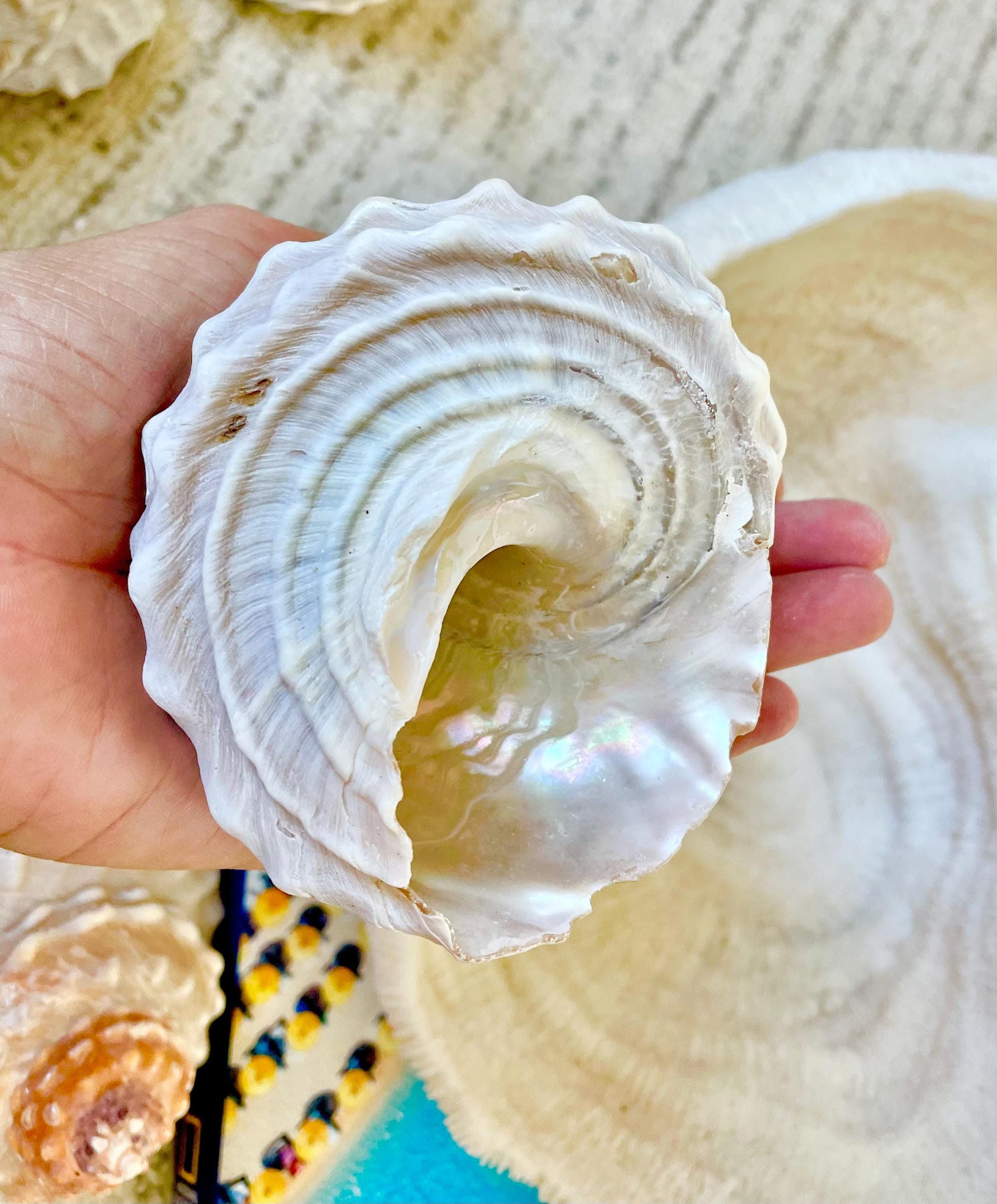 Orange Wavy Turban Shell 4-4.5" Pyramid Display Seashell Home Beach Coastal Décor - Image 6