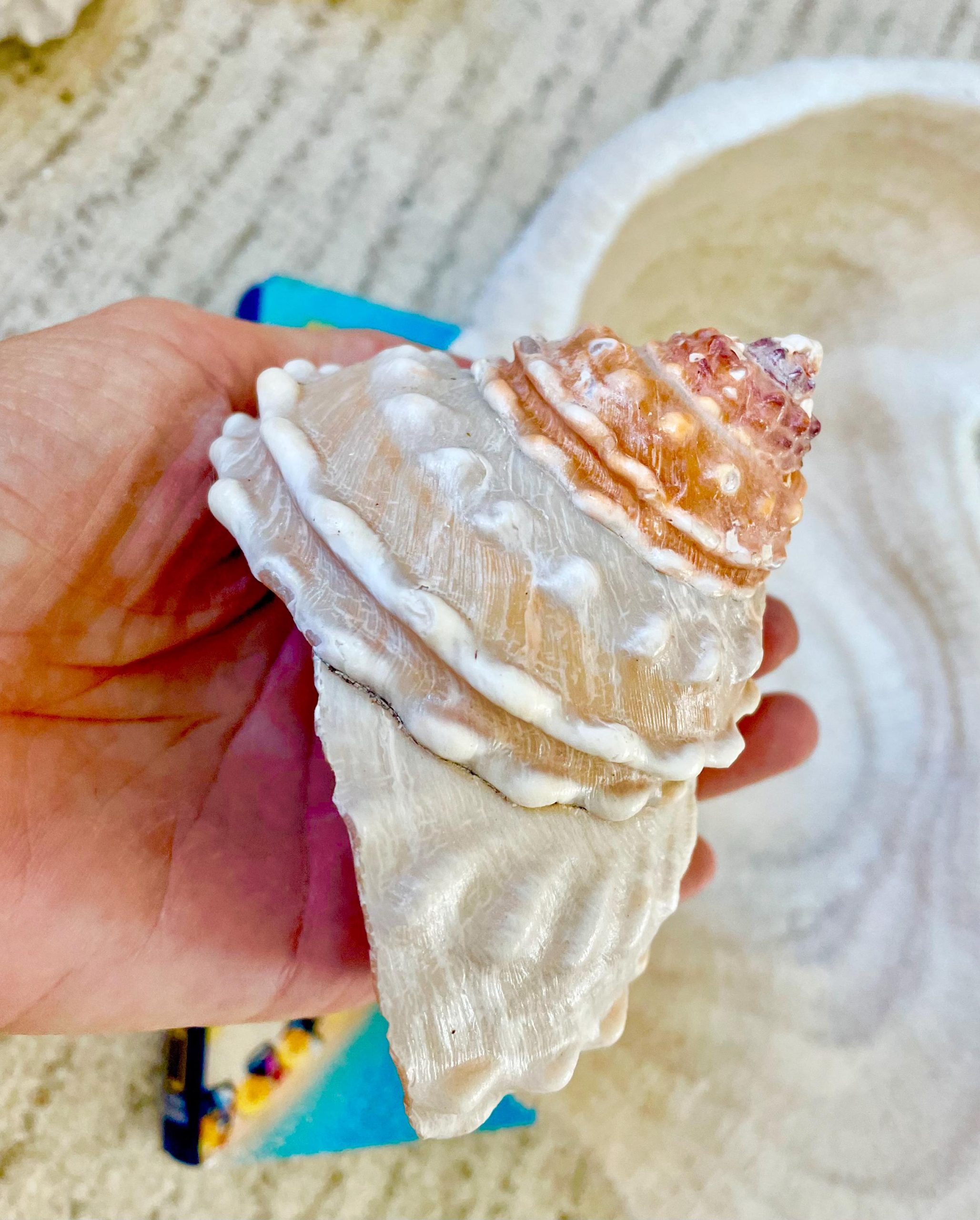 Orange Wavy Turban Shell 4-4.5" Pyramid Display Seashell Home Beach Coastal Décor - Image 5