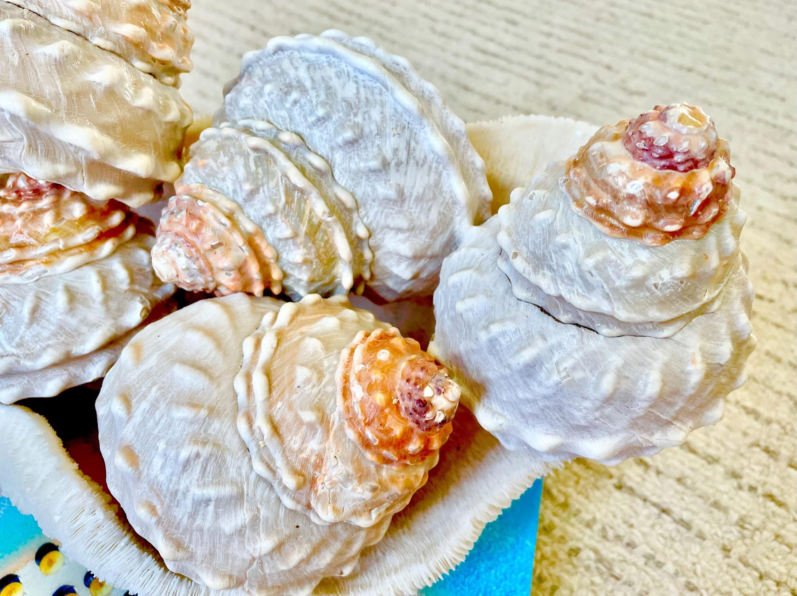 Orange Wavy Turban Shell 4-4.5" Pyramid Display Seashell Home Beach Coastal Décor - Image 9