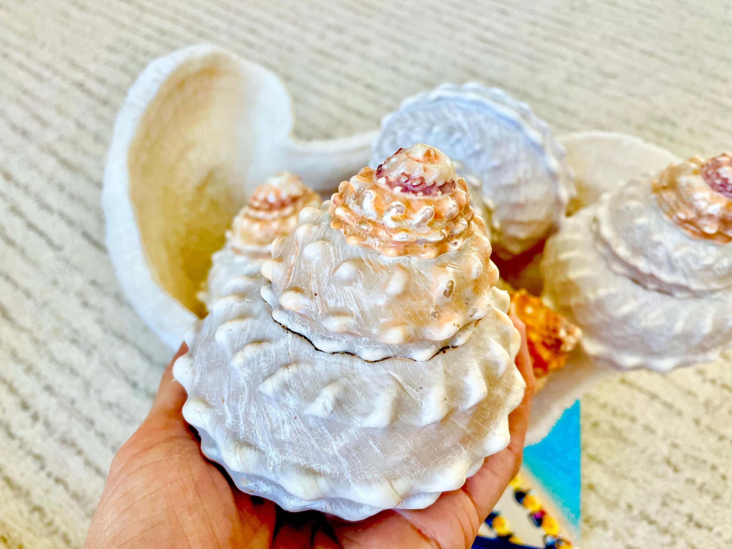 Orange Wavy Turban Shell 4-4.5" Pyramid Display Seashell Home Beach Coastal Décor - Image 8