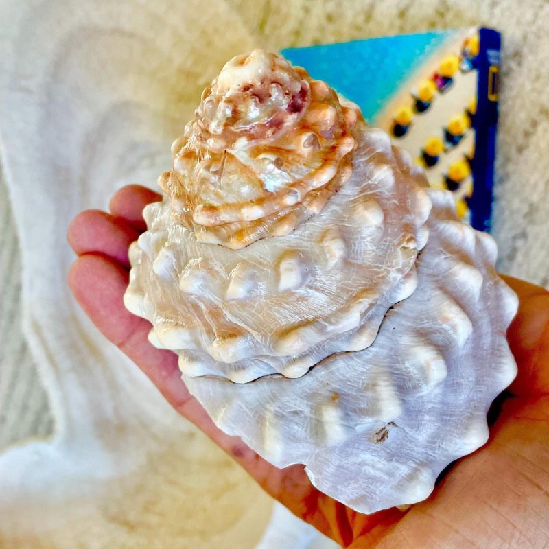 Orange Wavy Turban Shell 4-4.5"  Pyramid Display Seashell Home Beach Coastal Décor