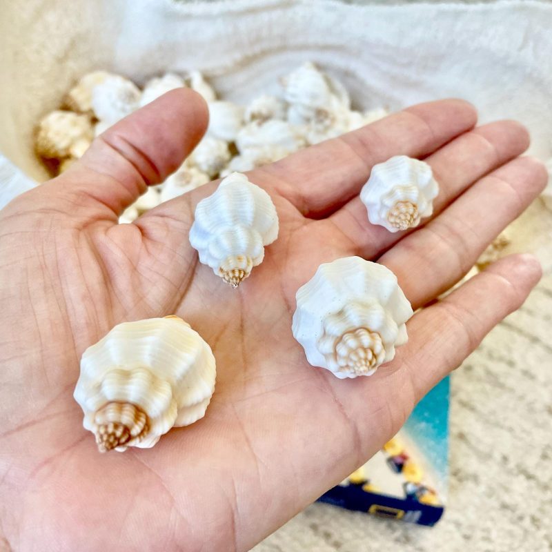 NUTMEG SNAIL SHELLS 1-1.5" *You Choose Quantity* White Small Seashells For Crafts