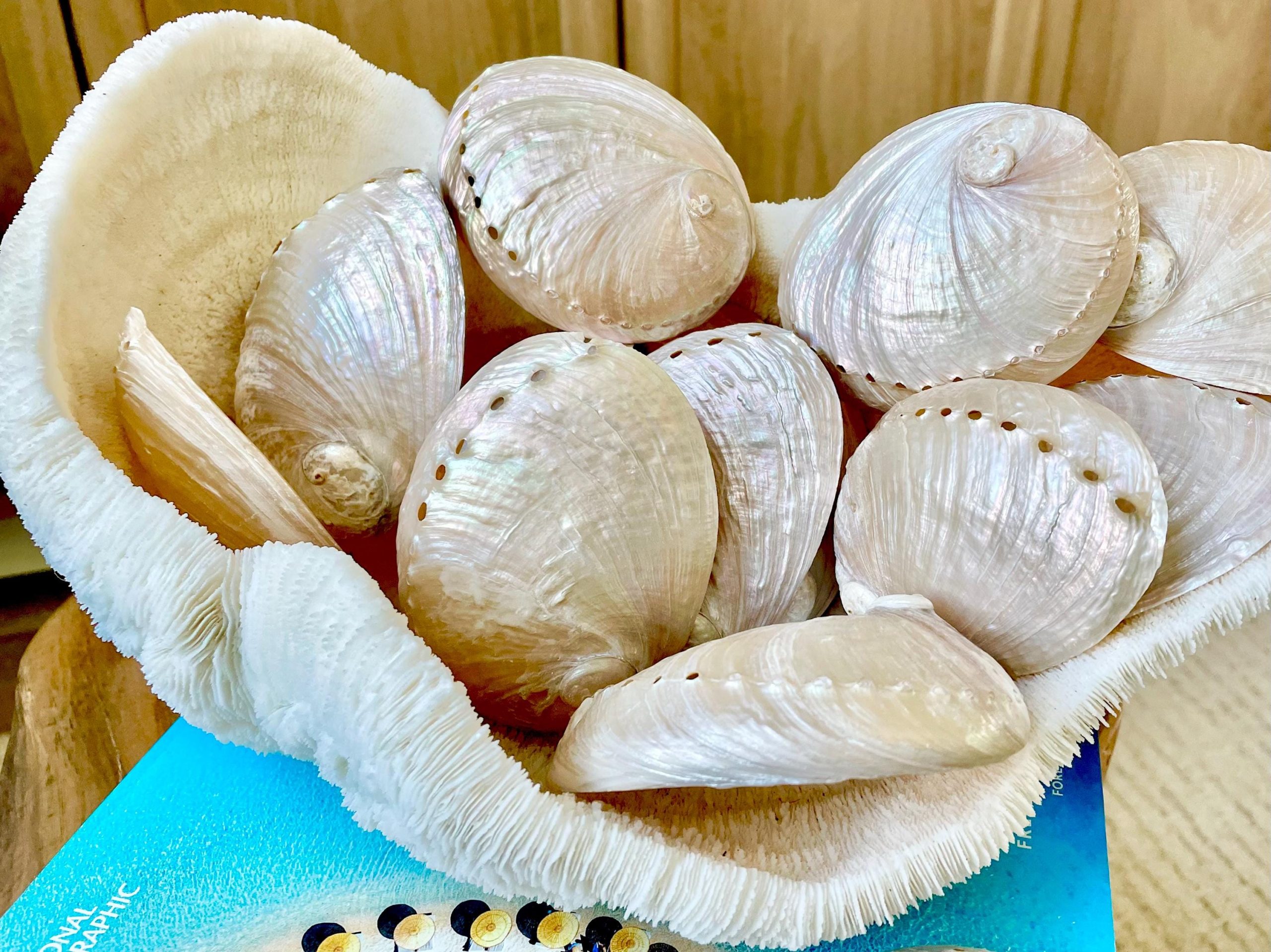 PINK PEARLED ABALONE Shell *All Sizes* Natural Iridescent Seashell Shiny Mermaid Coastal Décor - Image 10
