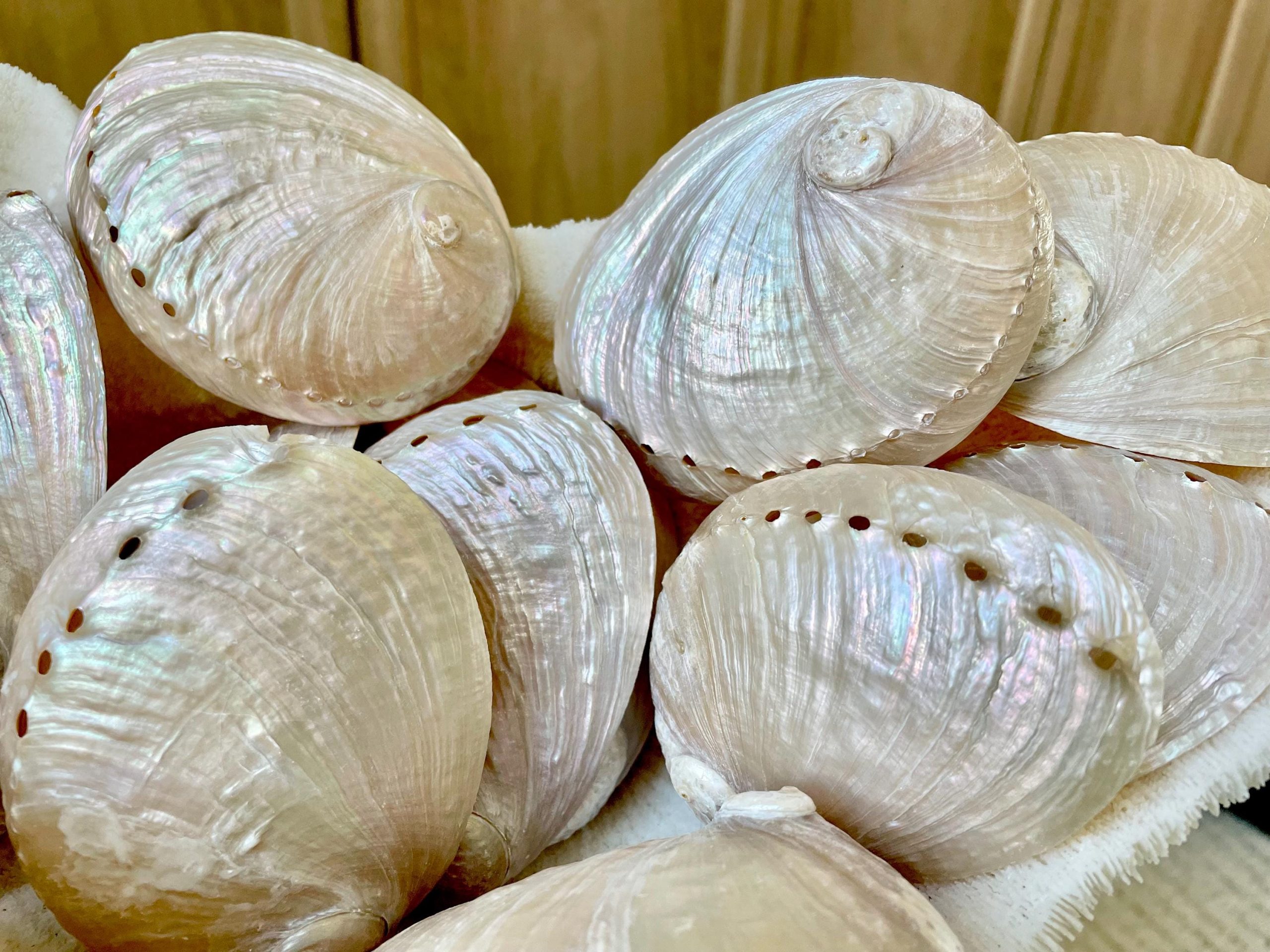 PINK PEARLED ABALONE Shell *All Sizes* Natural Iridescent Seashell Shiny Mermaid Coastal Décor - Image 8