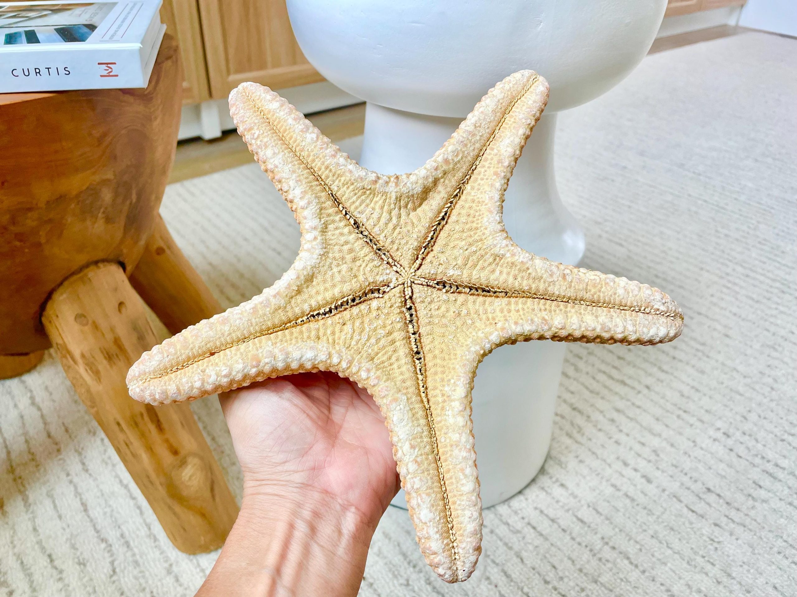 Jungle Starfish 9-10" Natural Orange Sea Star Coastal Décor - Image 3
