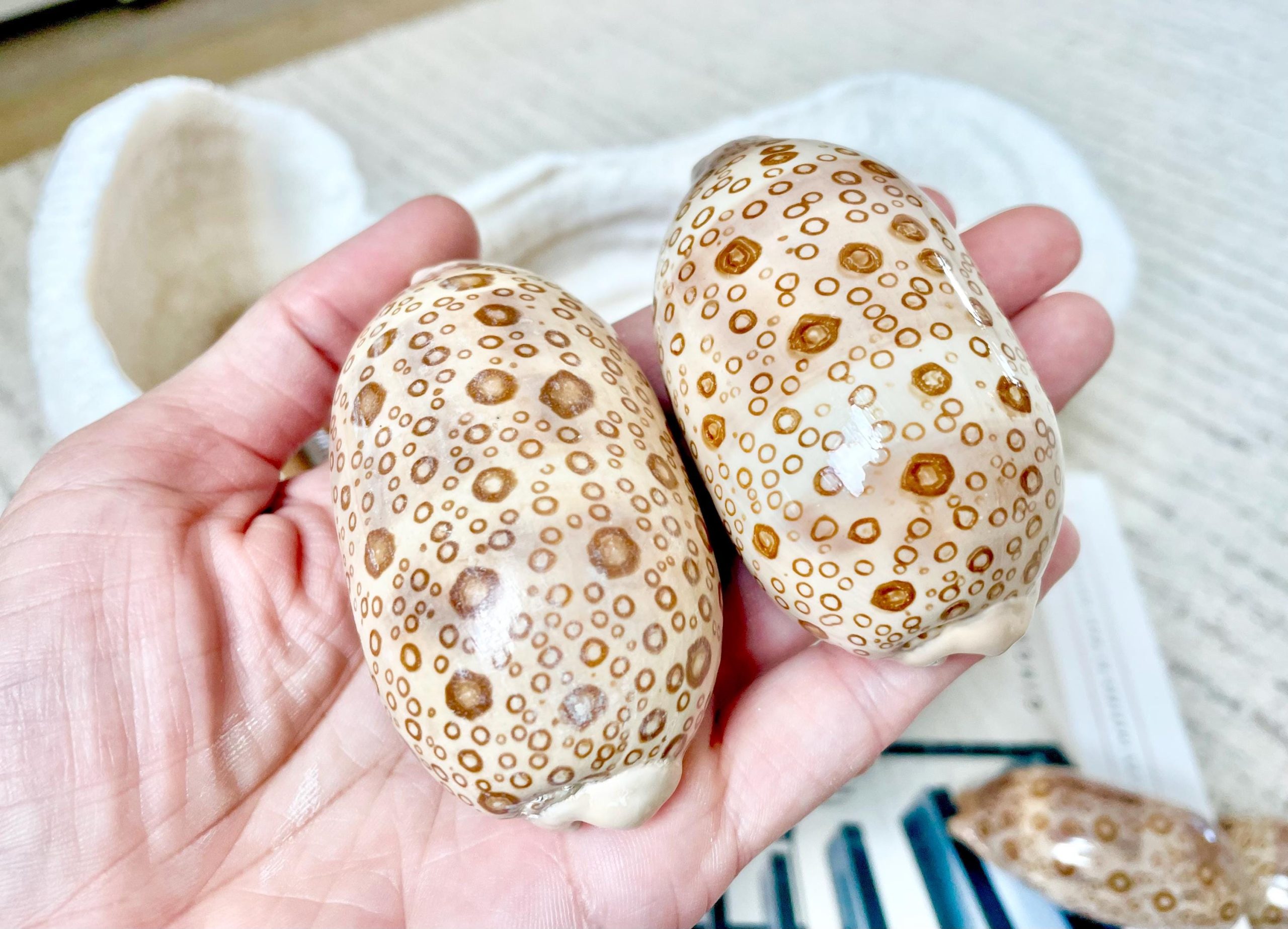 Eyed Cowrie Shell, 3-3.5" Beige Brown Glossy Seashell, Coastal Decor - Image 4