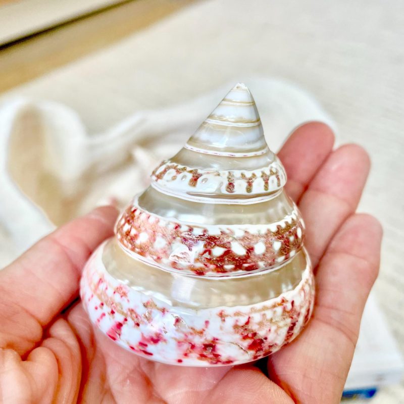 BANDED STRAWBERRY TOP Shells 2.5-2.75" Pink White Striped Trochus Seashell