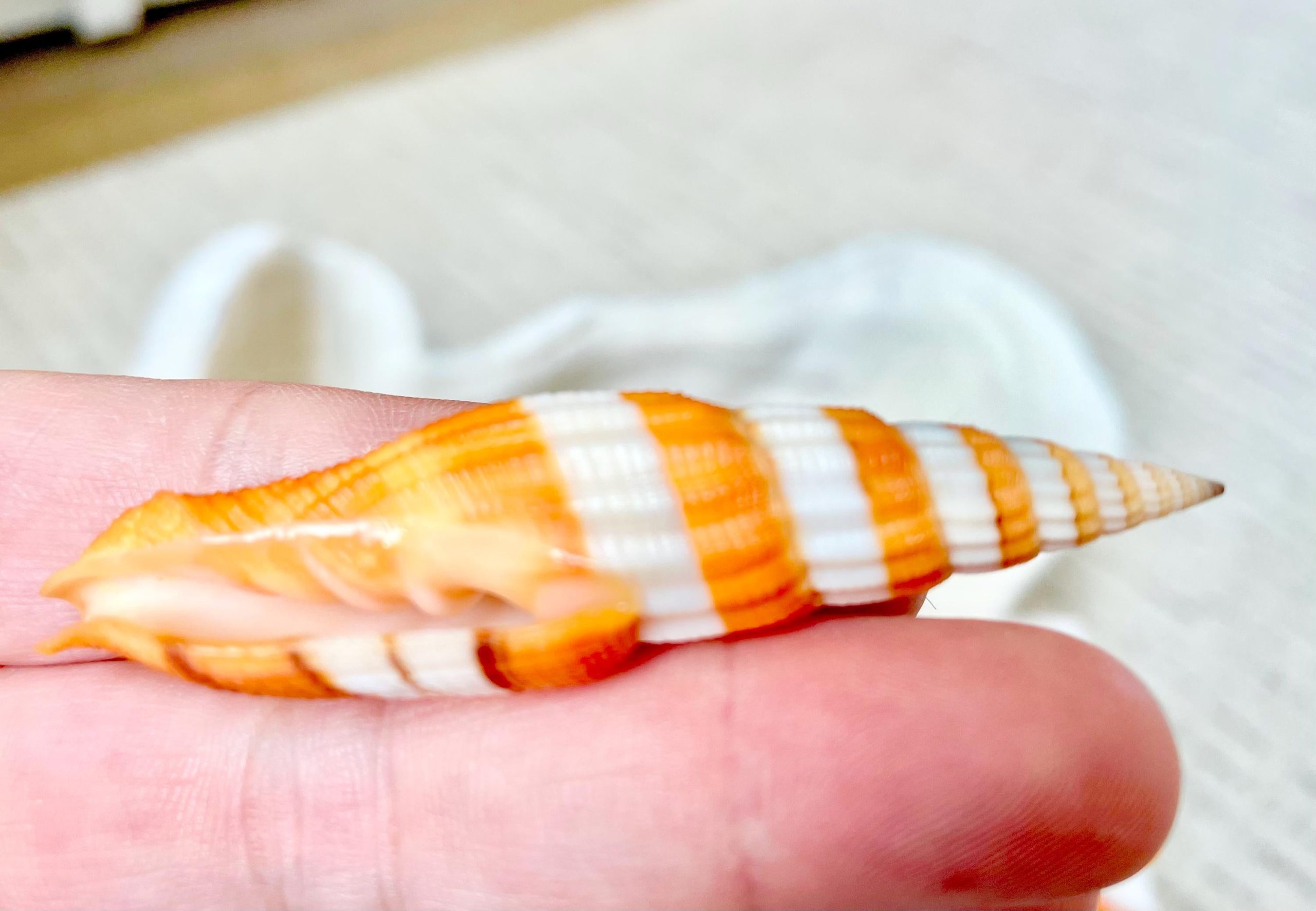 Ribboned Mitre Seashell, Rare Orange XL 2-3" Vexillum Citrinum Specimen - Image 10