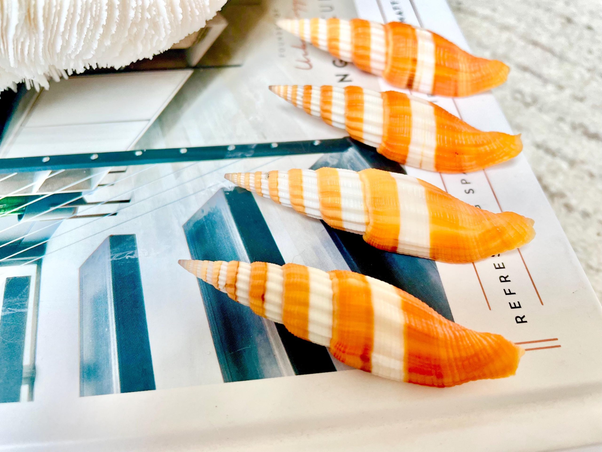 Ribboned Mitre Seashell, Rare Orange XL 2-3" Vexillum Citrinum Specimen - Image 8