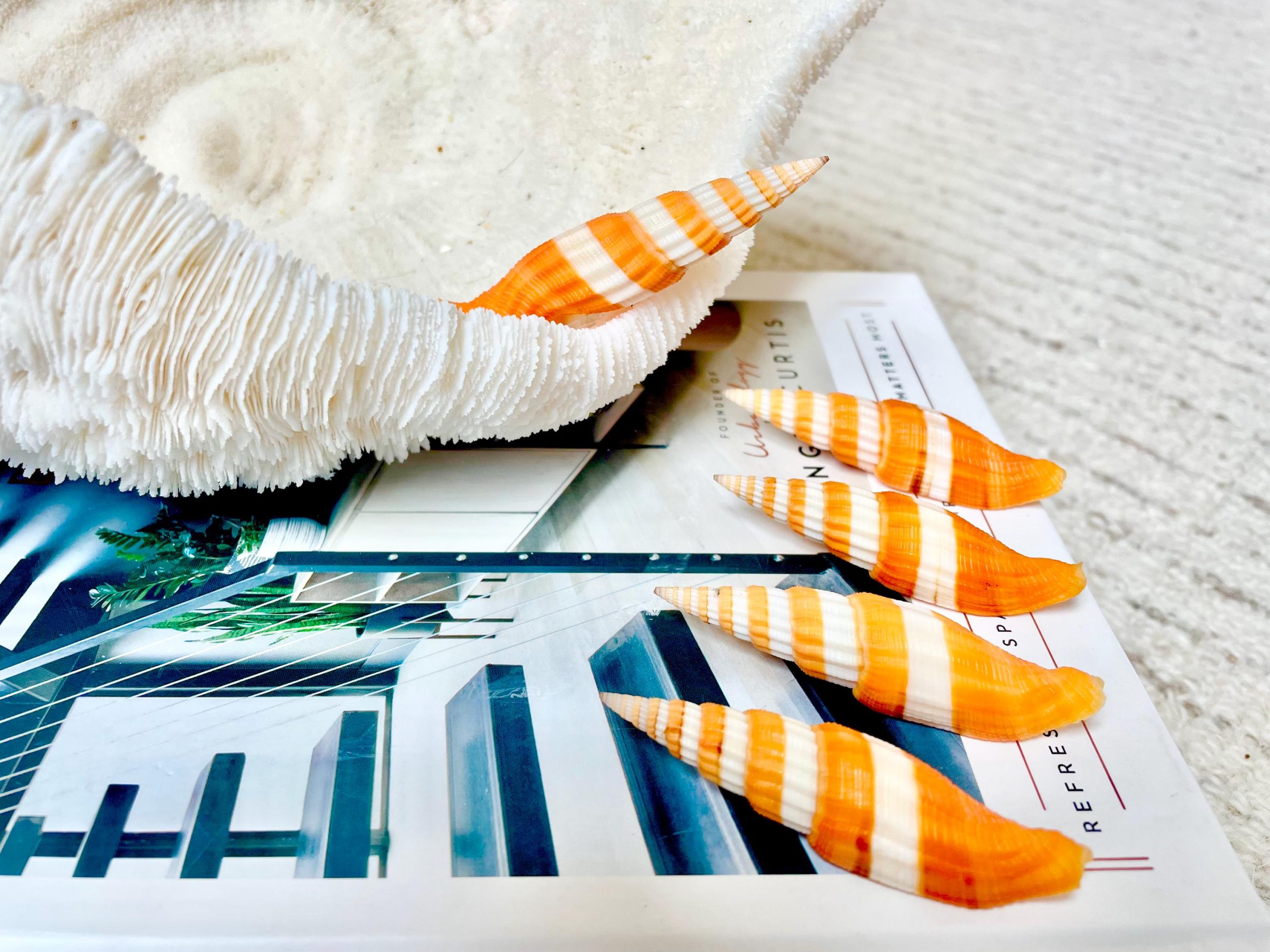 Ribboned Mitre Seashell, Rare Orange XL 2-3" Vexillum Citrinum Specimen - Image 7