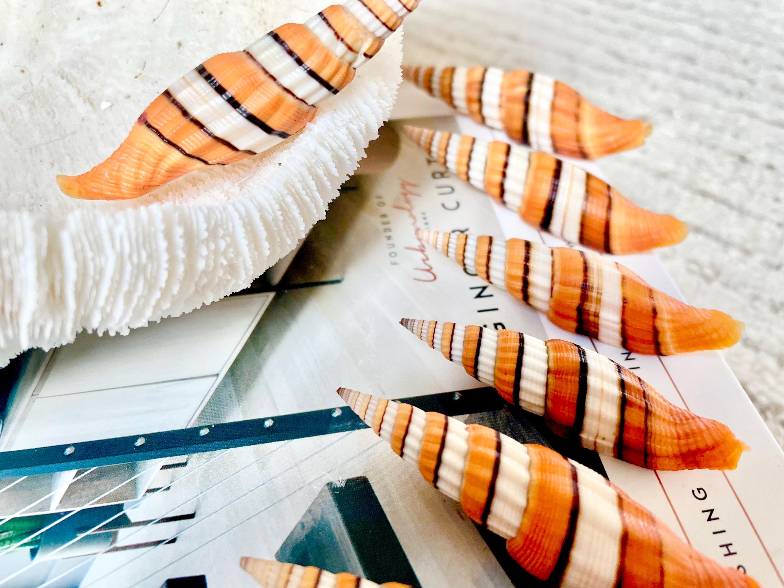 Ribboned Mitre Seashell, Rare Orange XL 2-3" Vexillum Citrinum Specimen - Image 3