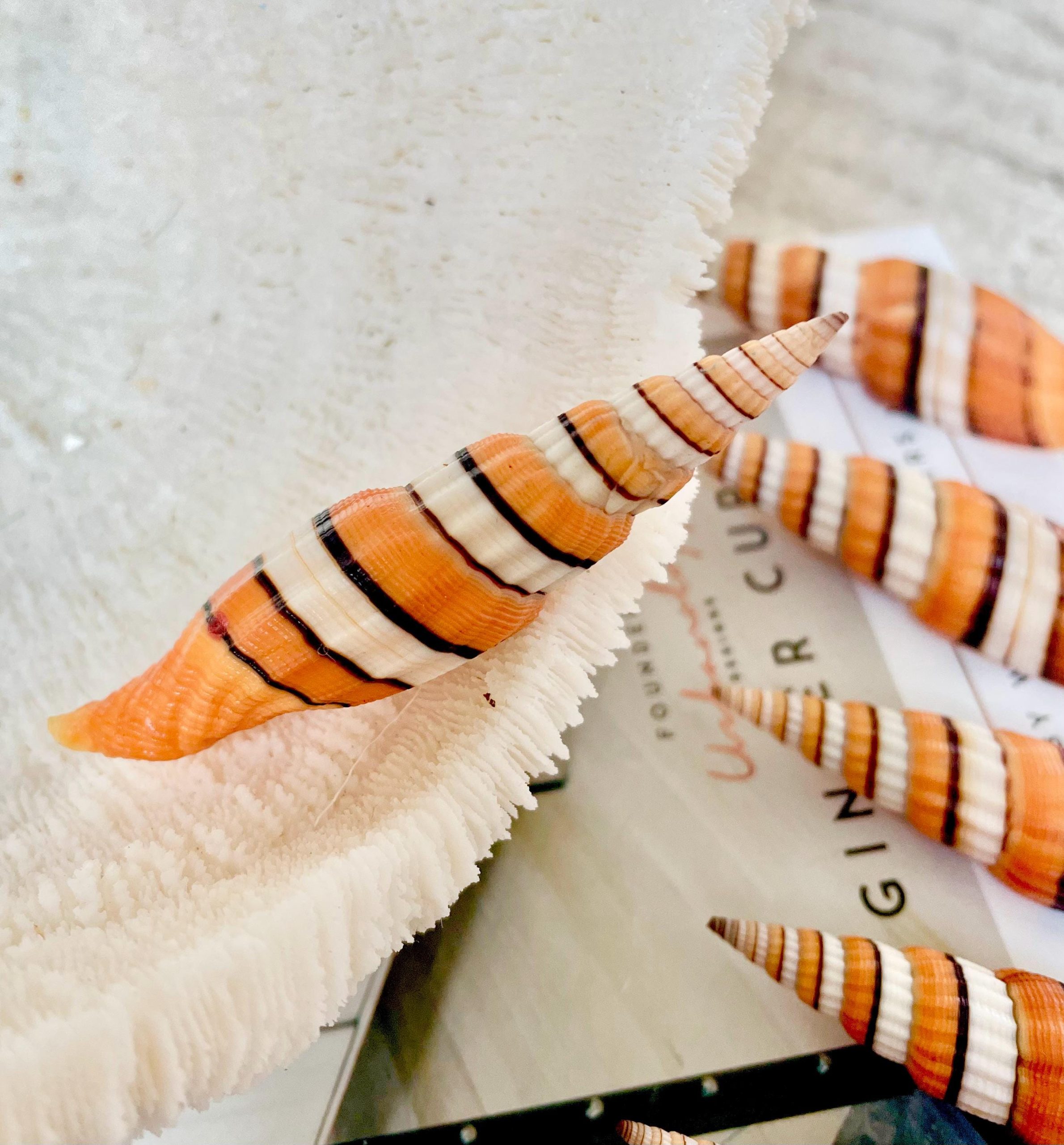 Ribboned Mitre Seashell, Rare Orange XL 2-3" Vexillum Citrinum Specimen - Image 6