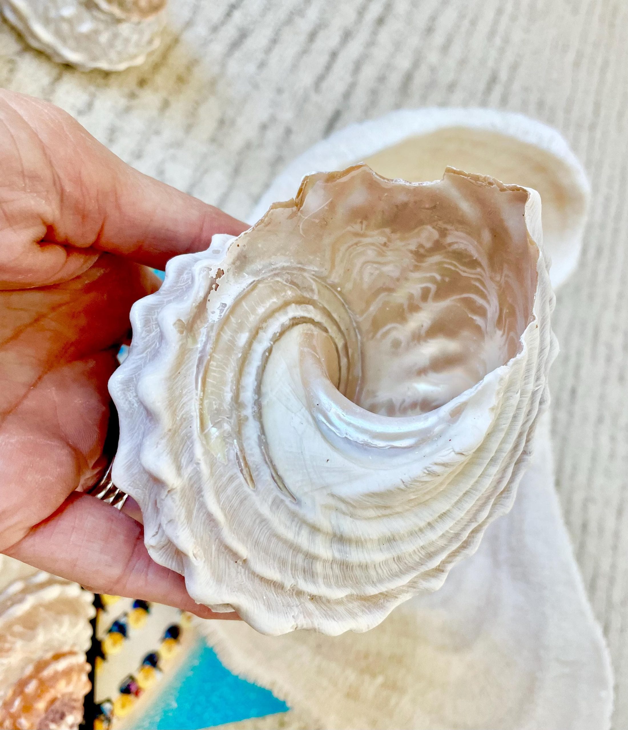 Orange Wavy Turban Shell 4-4.5" Pyramid Display Seashell Home Beach Coastal Décor - Image 7