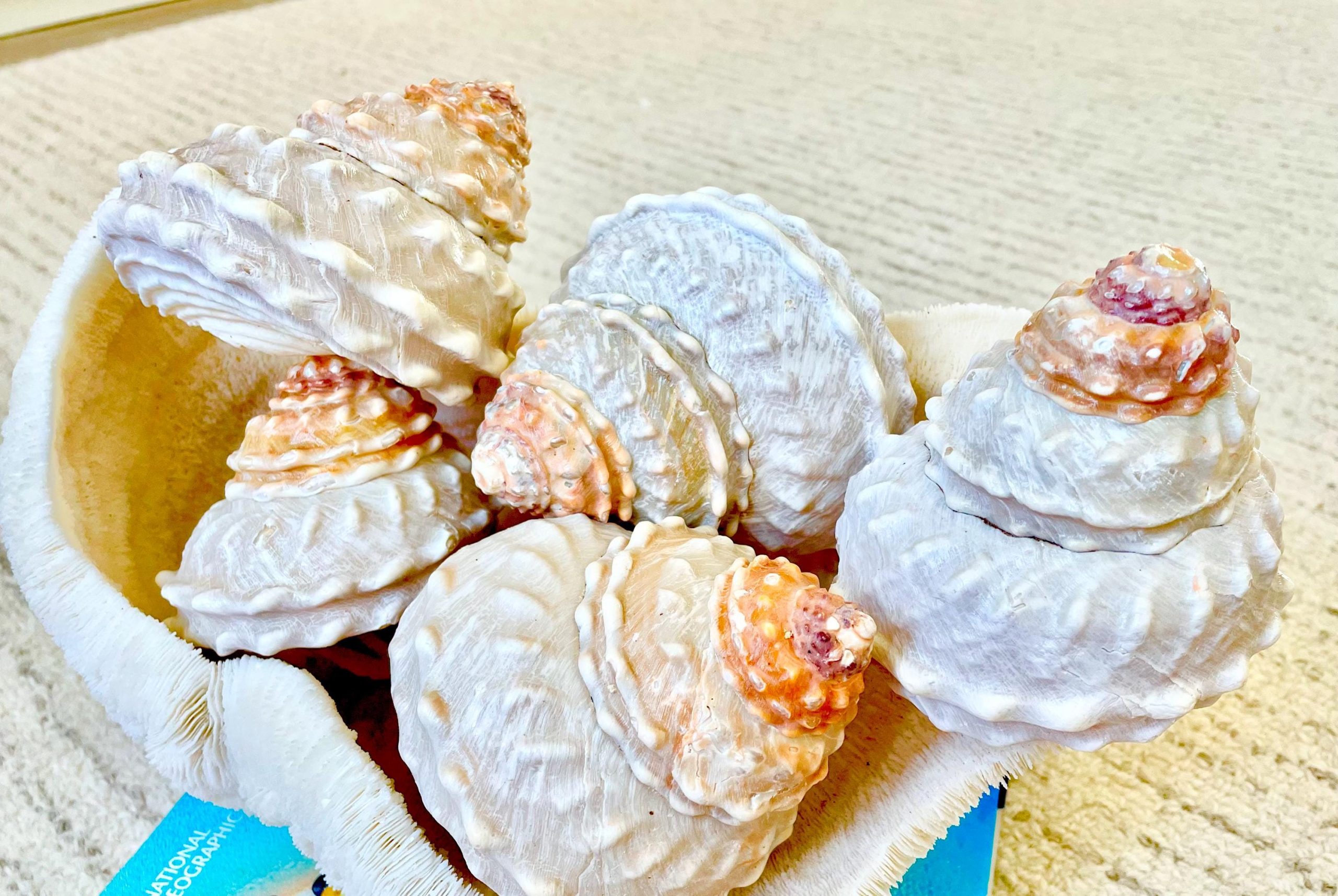 Orange Wavy Turban Shell 4-4.5" Pyramid Display Seashell Home Beach Coastal Décor - Image 2