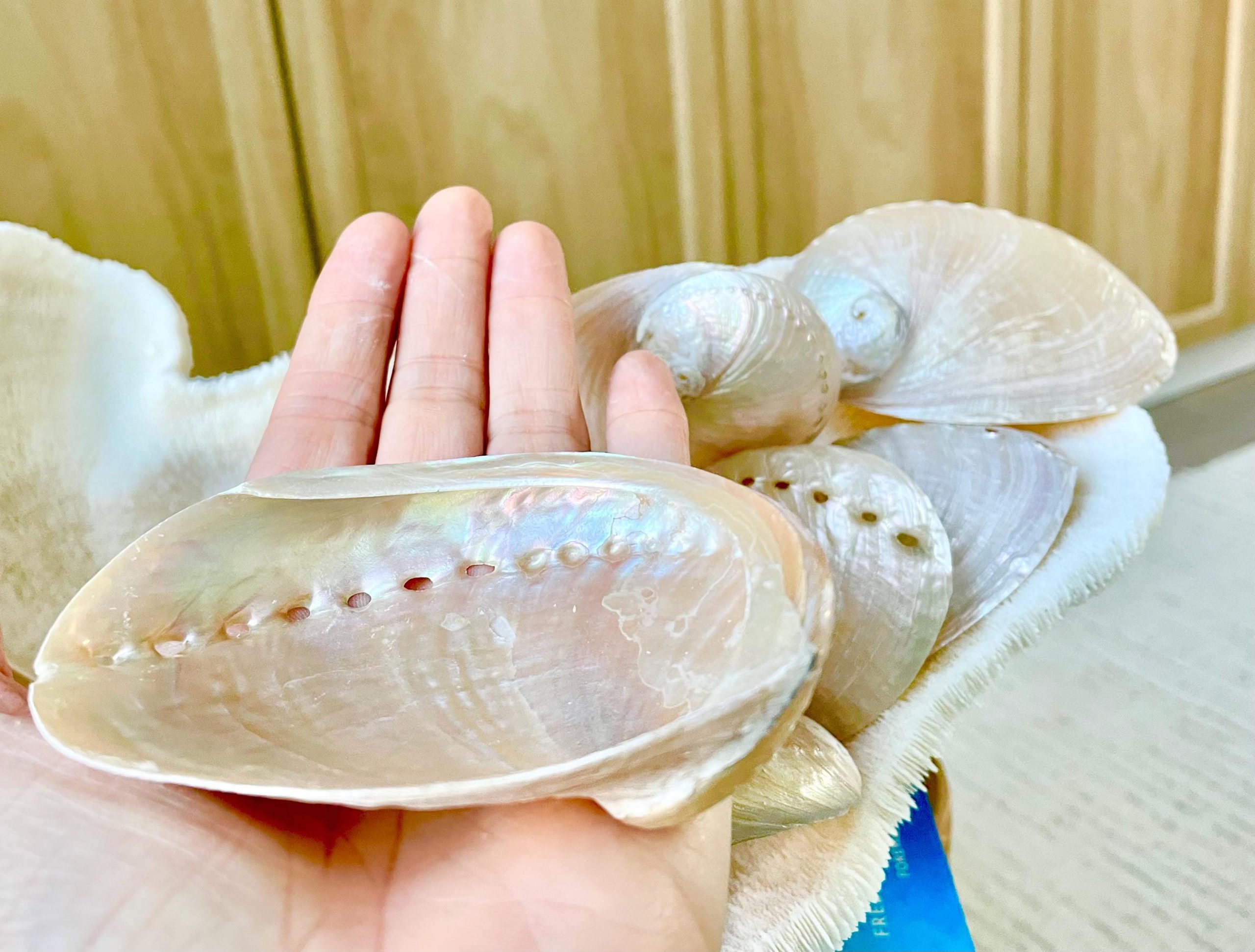 PINK PEARLED ABALONE Shell *All Sizes* Natural Iridescent Seashell Shiny Mermaid Coastal Décor - Image 3