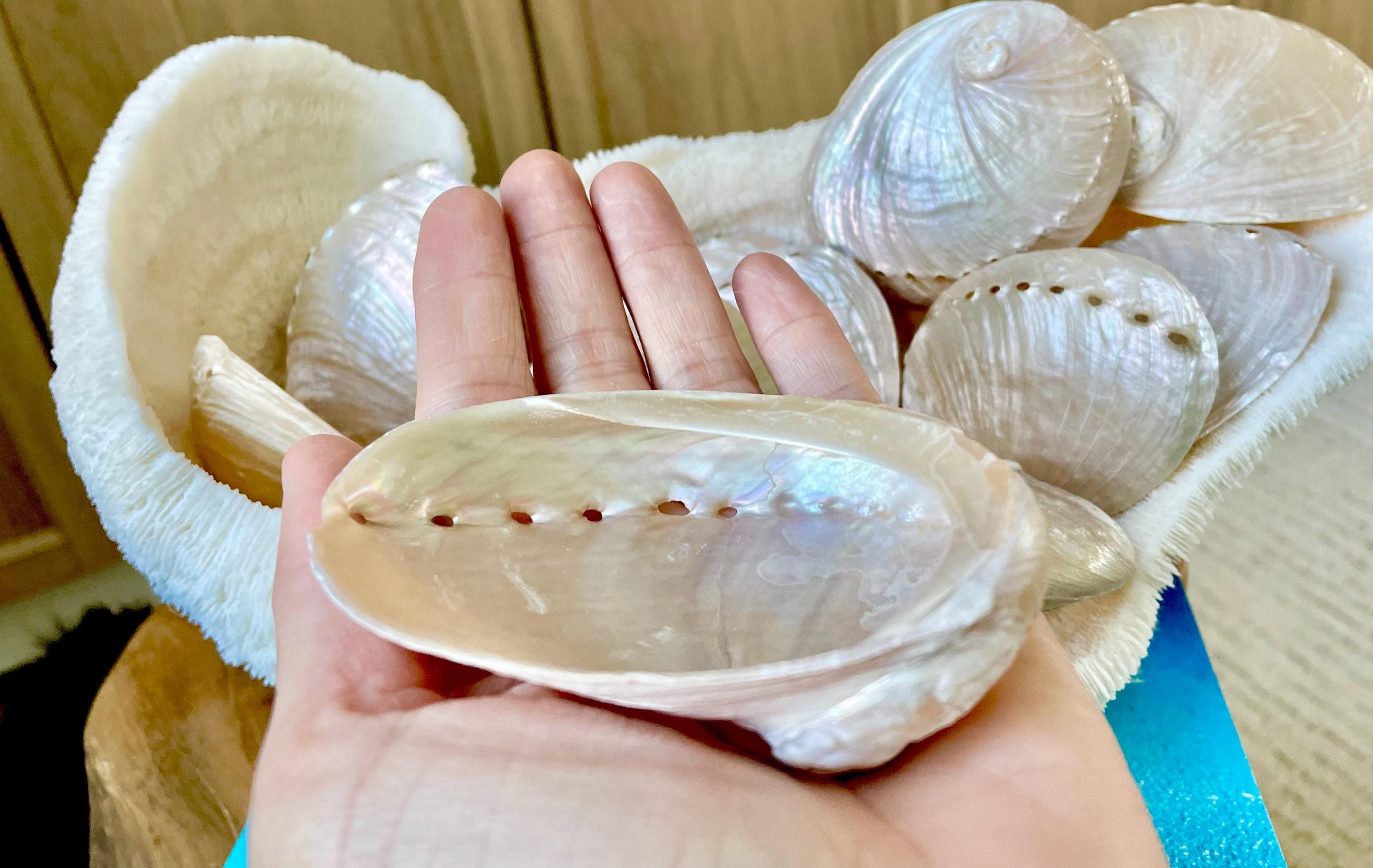 PINK PEARLED ABALONE Shell *All Sizes* Natural Iridescent Seashell Shiny Mermaid Coastal Décor - Image 6