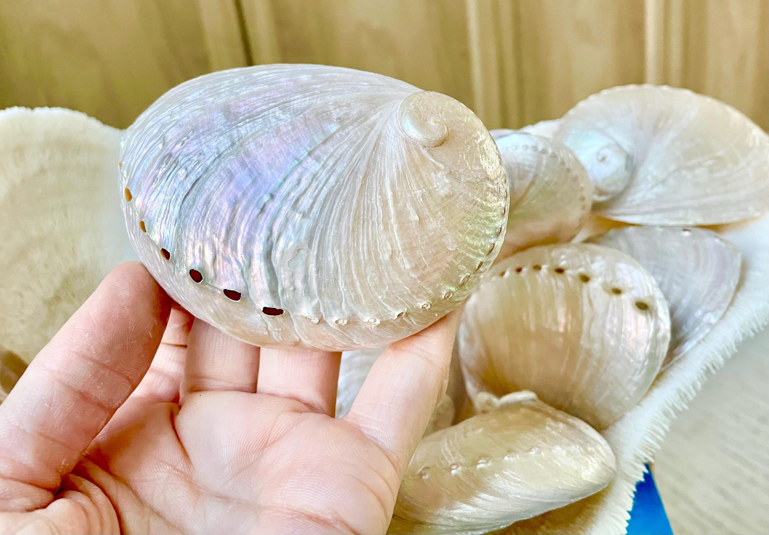 PINK PEARLED ABALONE Shell *All Sizes* Natural Iridescent Seashell Shiny Mermaid Coastal Décor - Image 4