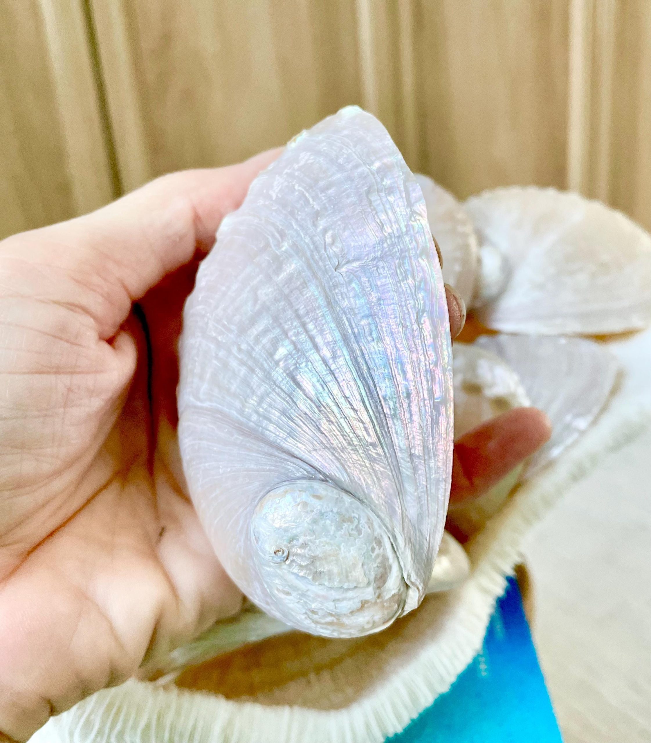 PINK PEARLED ABALONE Shell *All Sizes* Natural Iridescent Seashell Shiny Mermaid Coastal Décor - Image 2