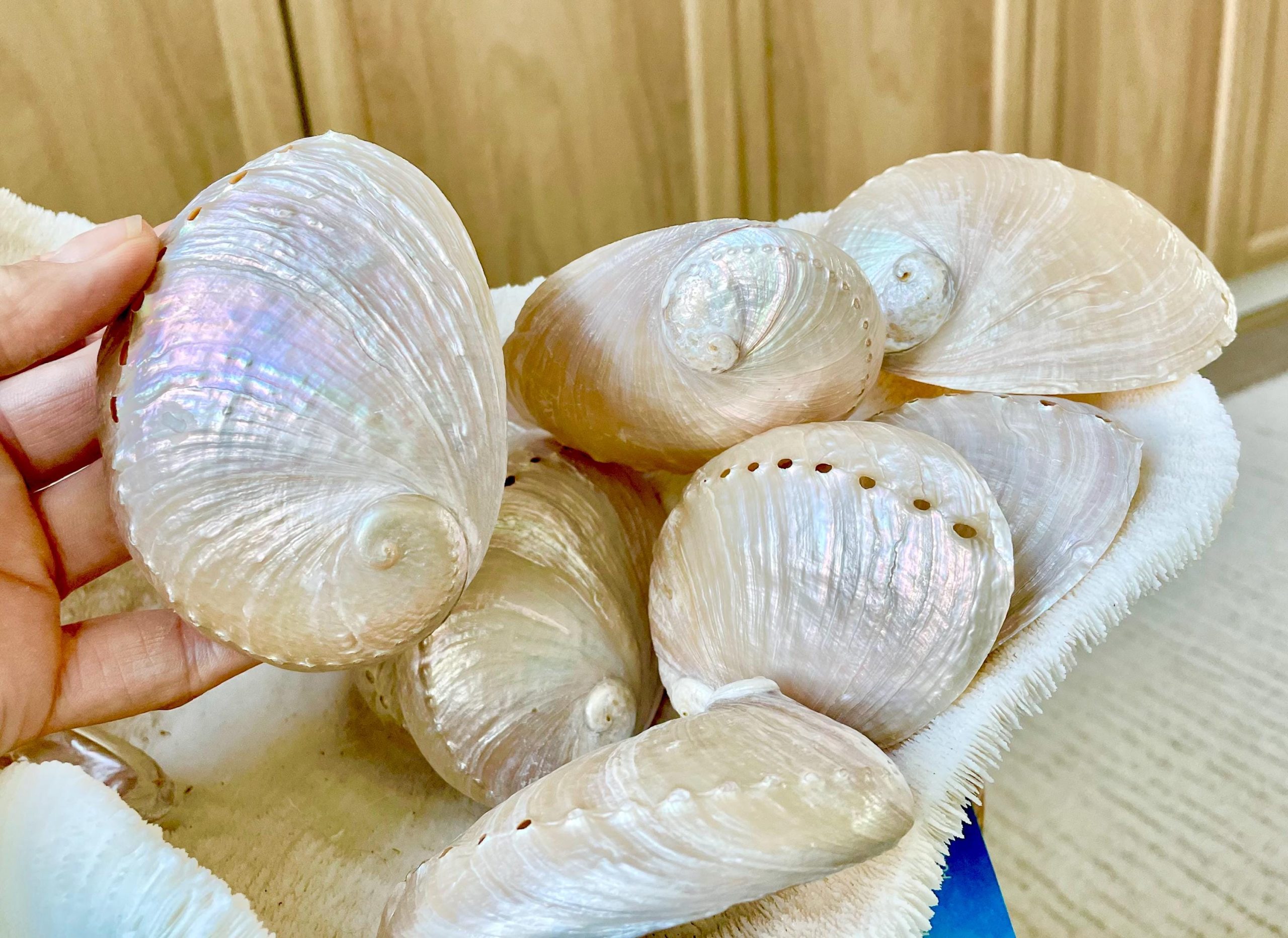 PINK PEARLED ABALONE Shell *All Sizes* Natural Iridescent Seashell Shiny Mermaid Coastal Décor - Image 5