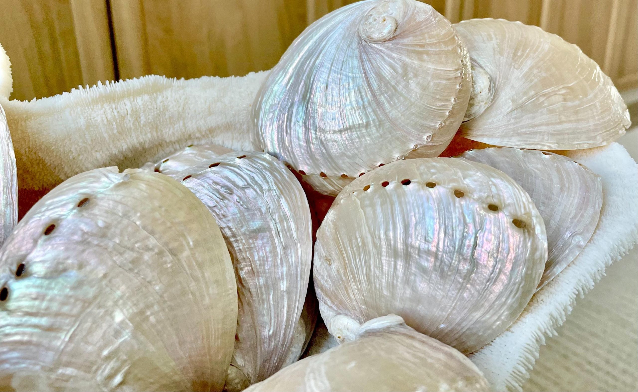 PINK PEARLED ABALONE Shell *All Sizes* Natural Iridescent Seashell Shiny Mermaid Coastal Décor - Image 7