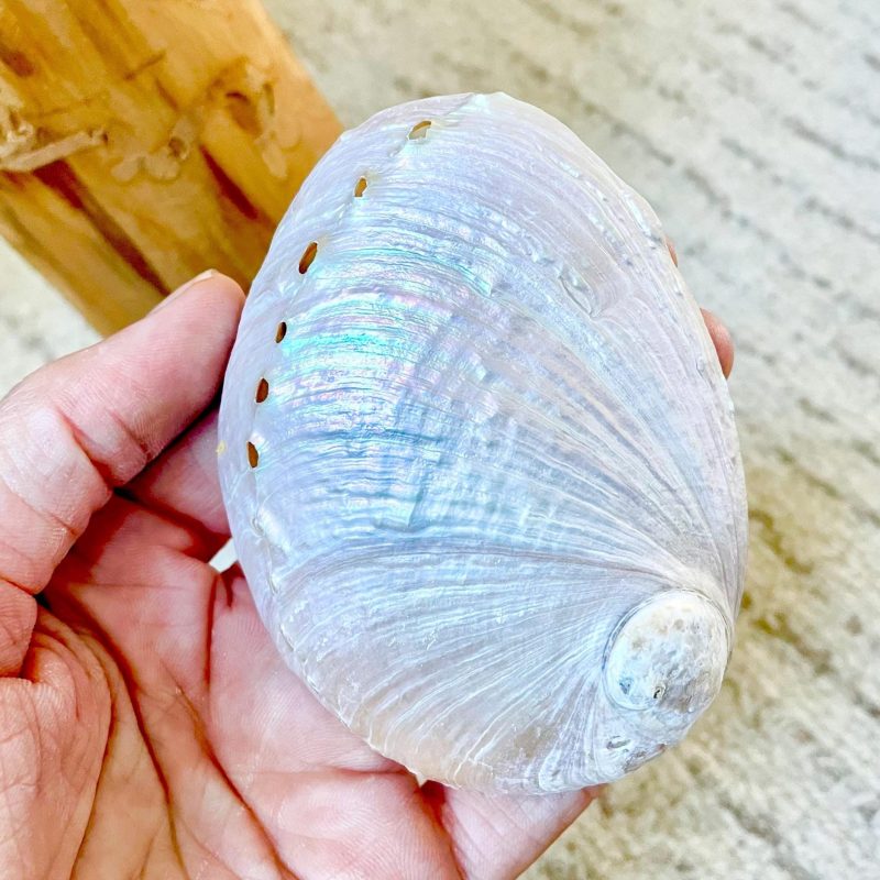 PINK PEARLED ABALONE Shell *All Sizes* Natural Iridescent Seashell Shiny Mermaid Coastal Décor