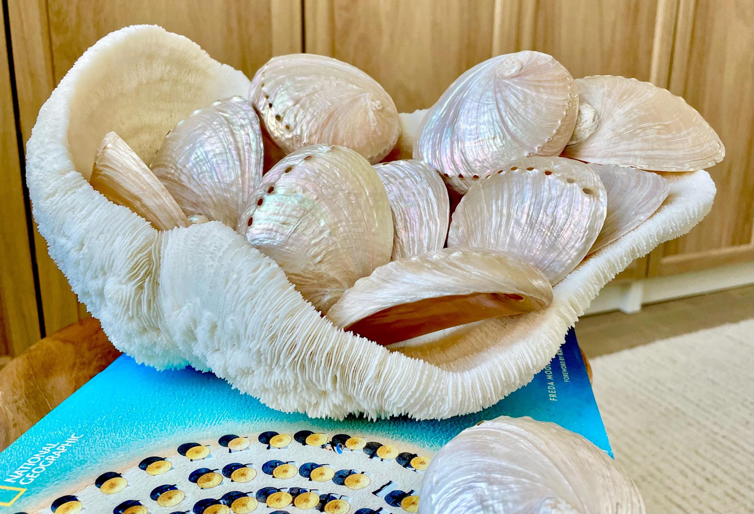 PINK PEARLED ABALONE Shell *All Sizes* Natural Iridescent Seashell Shiny Mermaid Coastal Décor - Image 9
