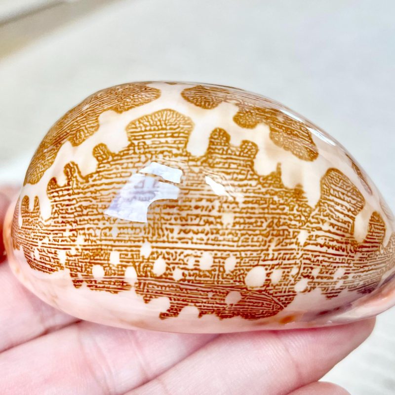 ANCIENT MAP COWRIE Shell 2.5-3" Polished Brown Pink Seashell Home Beach Coastal Décor