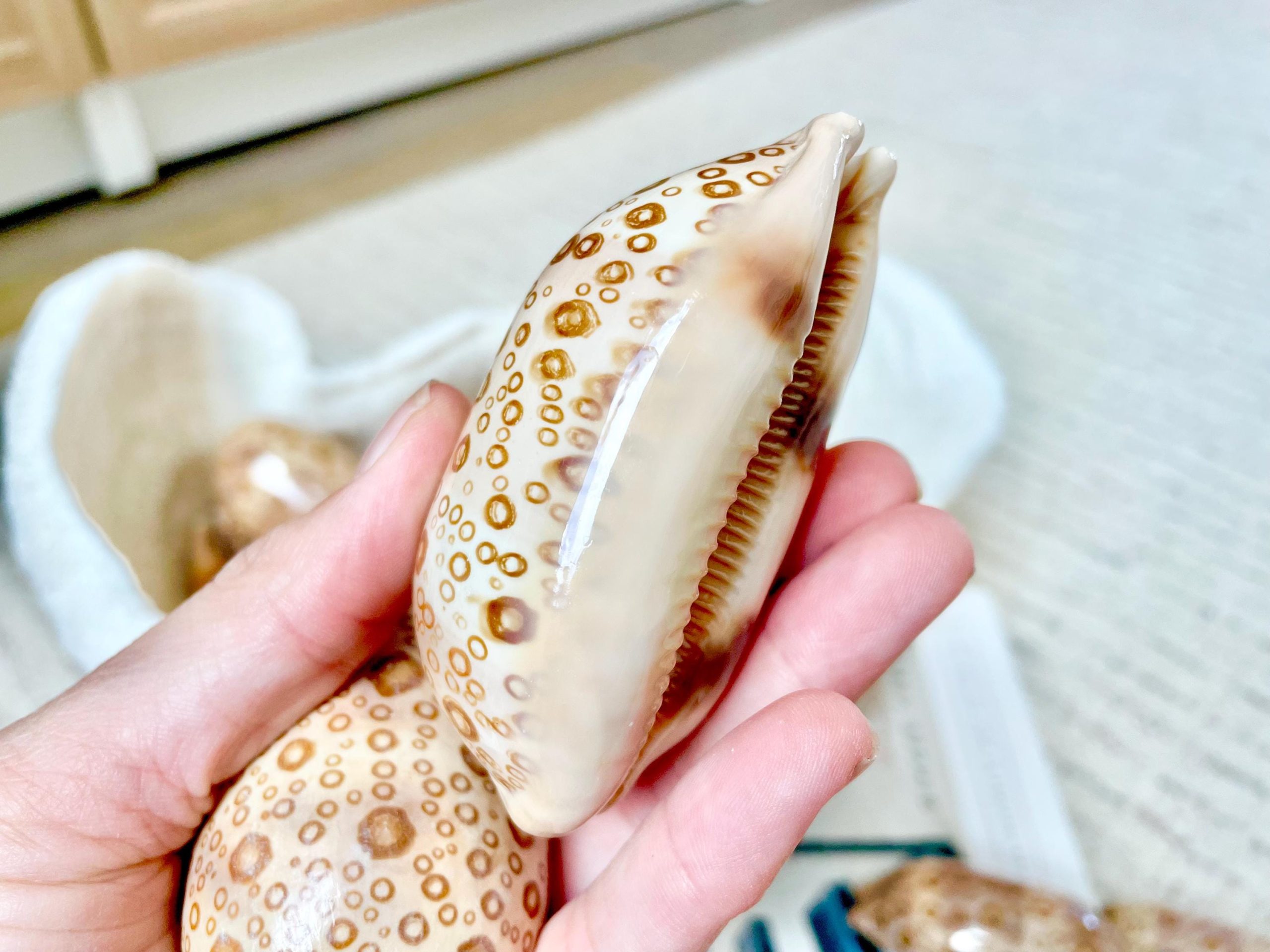 Eyed Cowrie Shell, 3-3.5" Beige Brown Glossy Seashell, Coastal Decor - Image 2