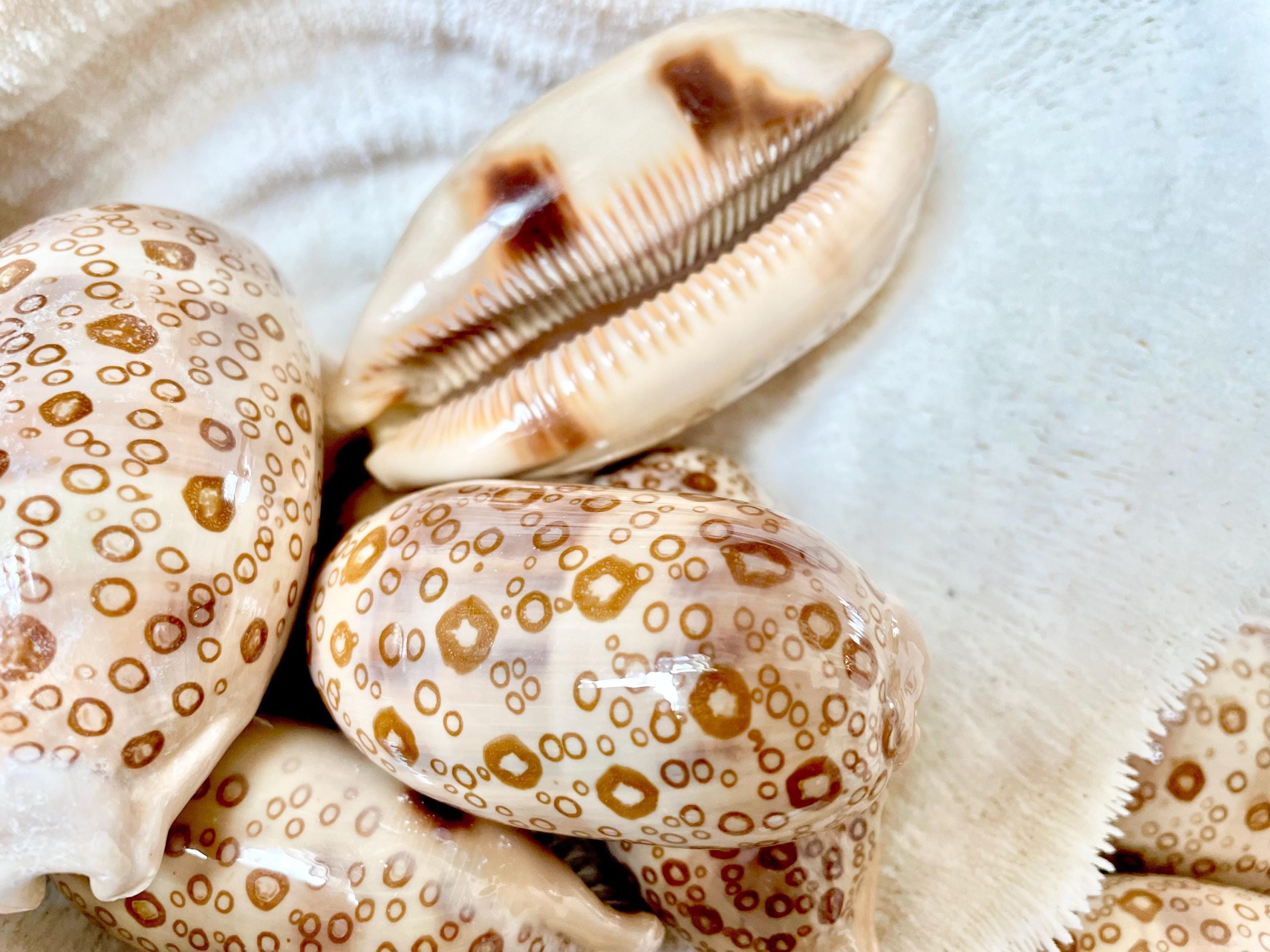 Eyed Cowrie Shell, 3-3.5" Beige Brown Glossy Seashell, Coastal Decor - Image 8