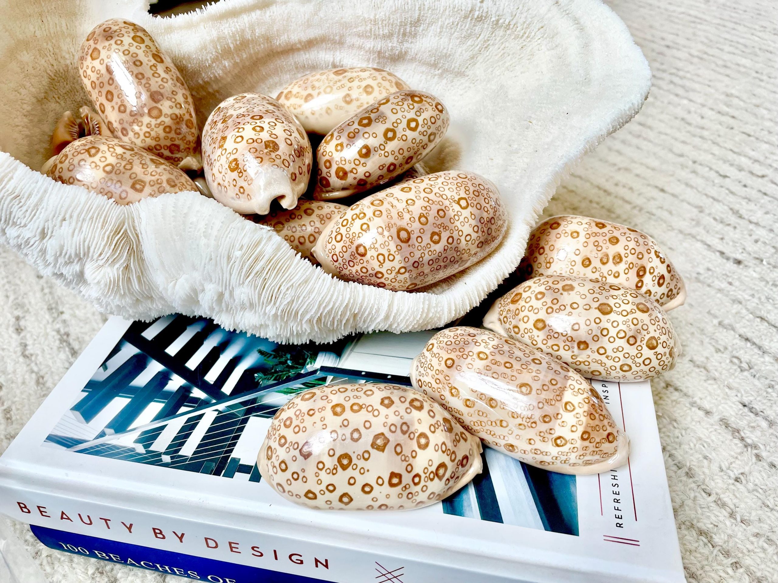 Eyed Cowrie Shell, 3-3.5" Beige Brown Glossy Seashell, Coastal Decor - Image 9